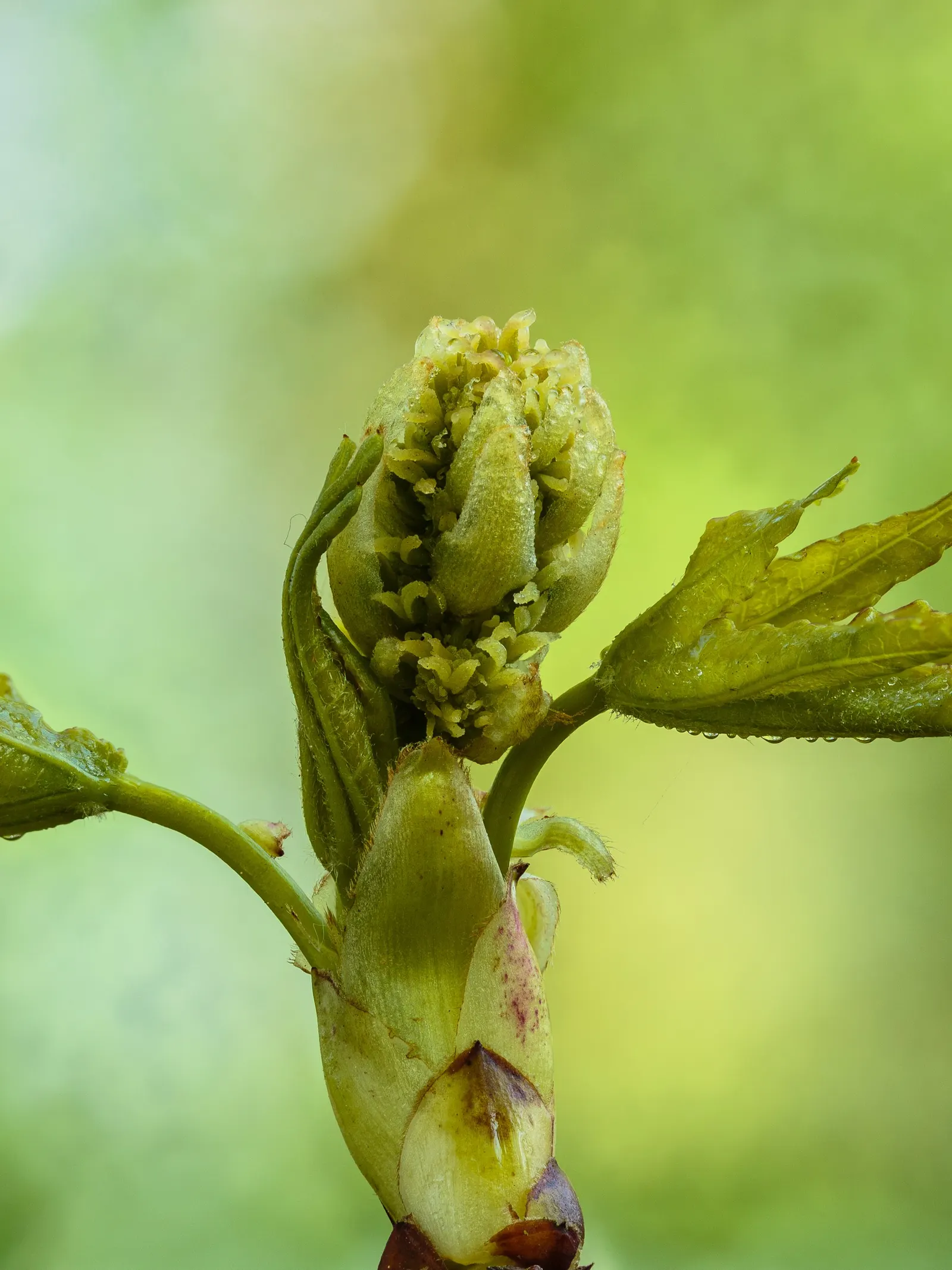 American Sweet Gum (Liquidambar Styraciflua) — The American Sweet Gum (Liquidambar styraciflua) thrives in zones 5-9; its spiky gumballs can be a, image 126