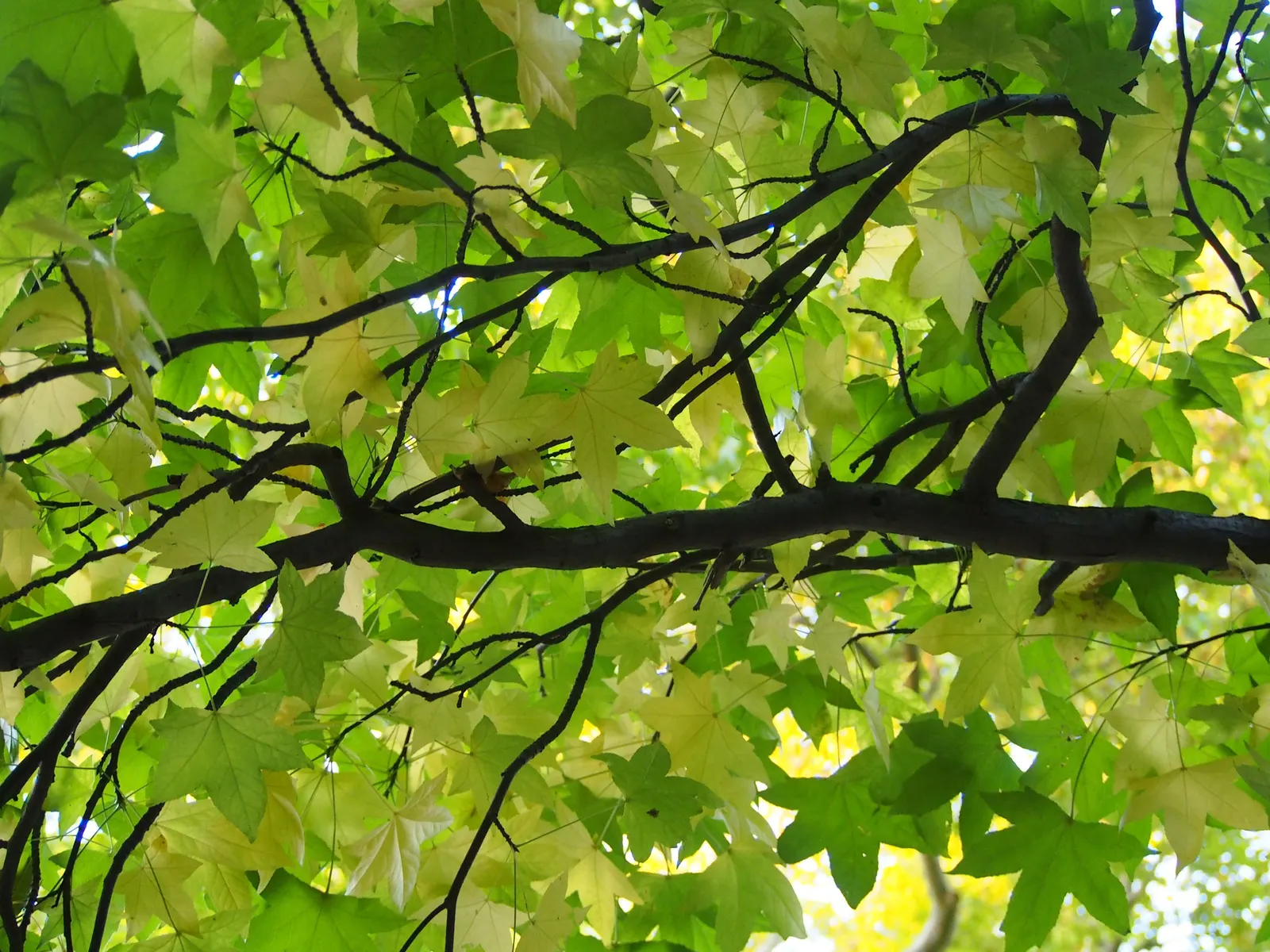 American Sweet Gum (Liquidambar Styraciflua) — It's deciduous, with a moderate to fast growth rate; which adds a textural element to the landscape, image 106