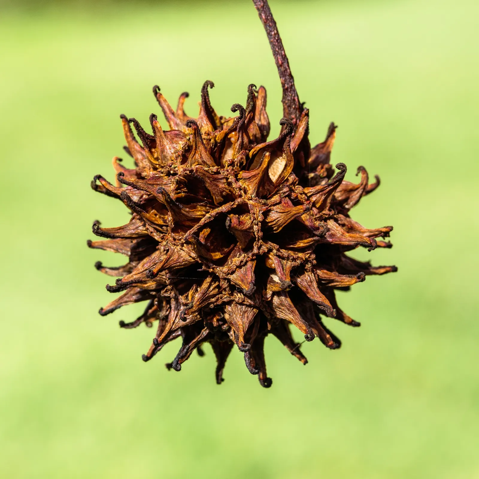 American Sweet Gum (Liquidambar Styraciflua) — It's deciduous, with a moderate to fast growth rate; which adds a textural element to the landscape, image 131