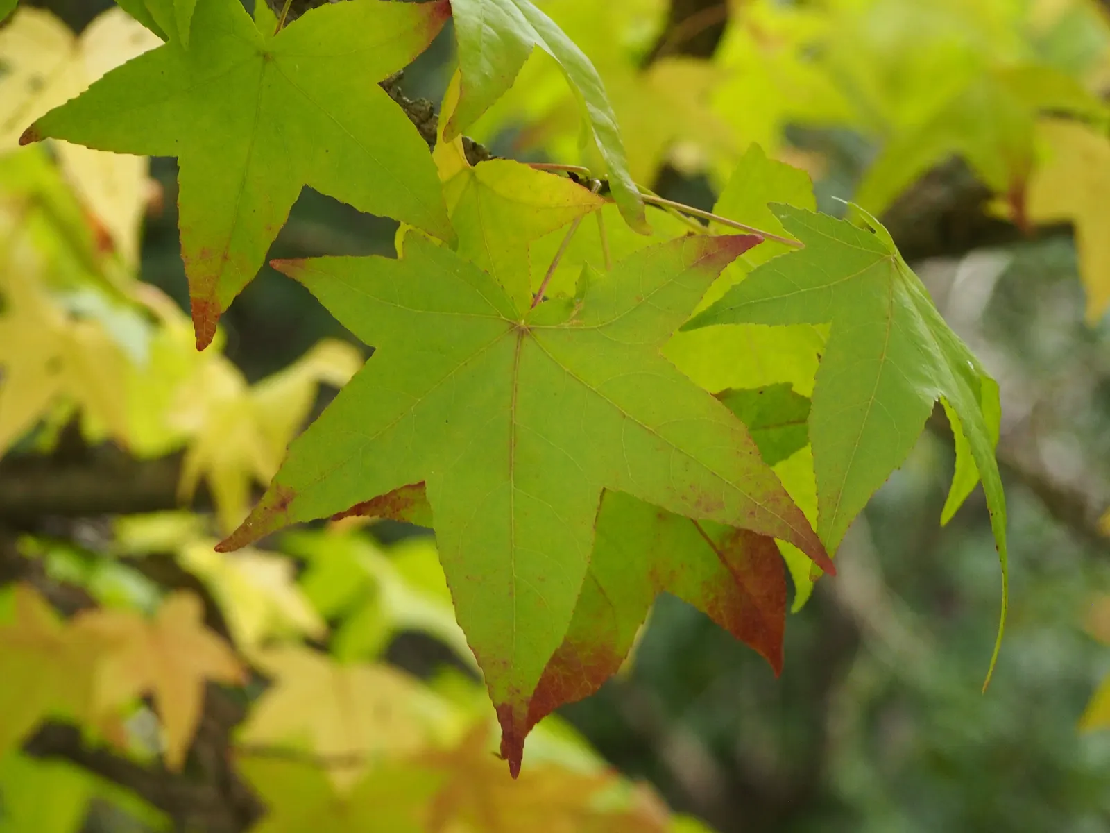 American Sweet Gum (Liquidambar Styraciflua) — Its star-shaped leaves are a luscious green throughout spring and summer; clients will enjoy a, image 111