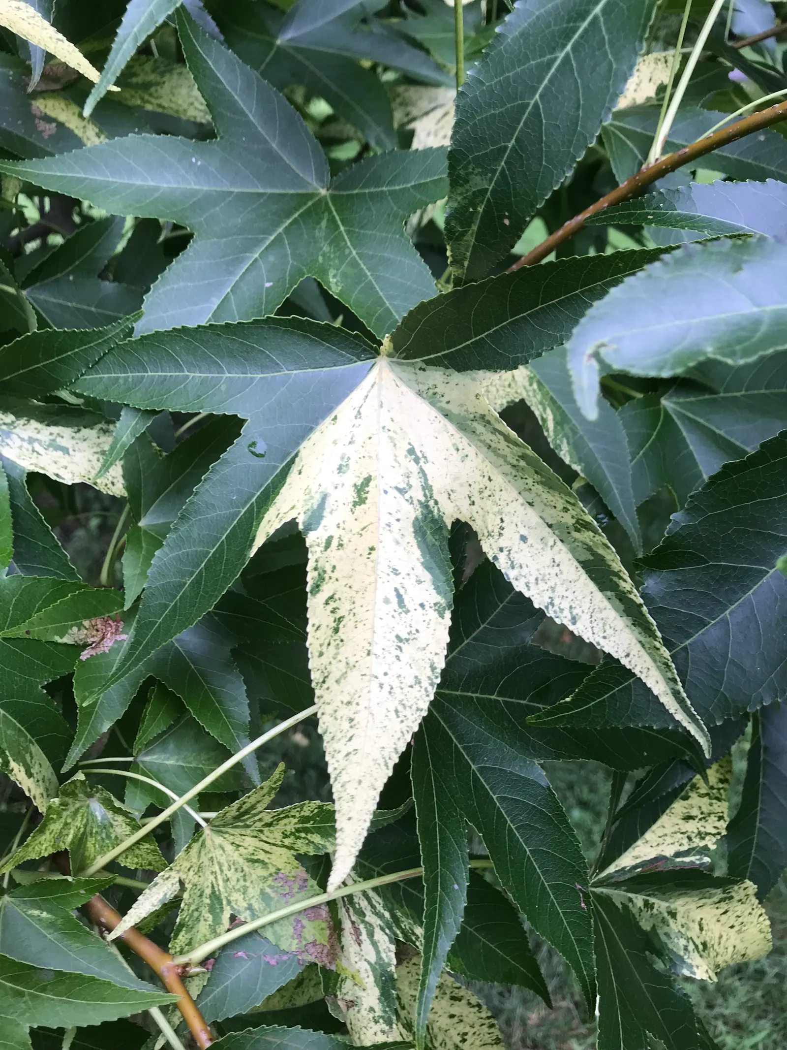 American Sweet Gum (Liquidambar Styraciflua) — clients will enjoy a majestic tree with year-round interest and a vivid seasonal display; but the, image 99