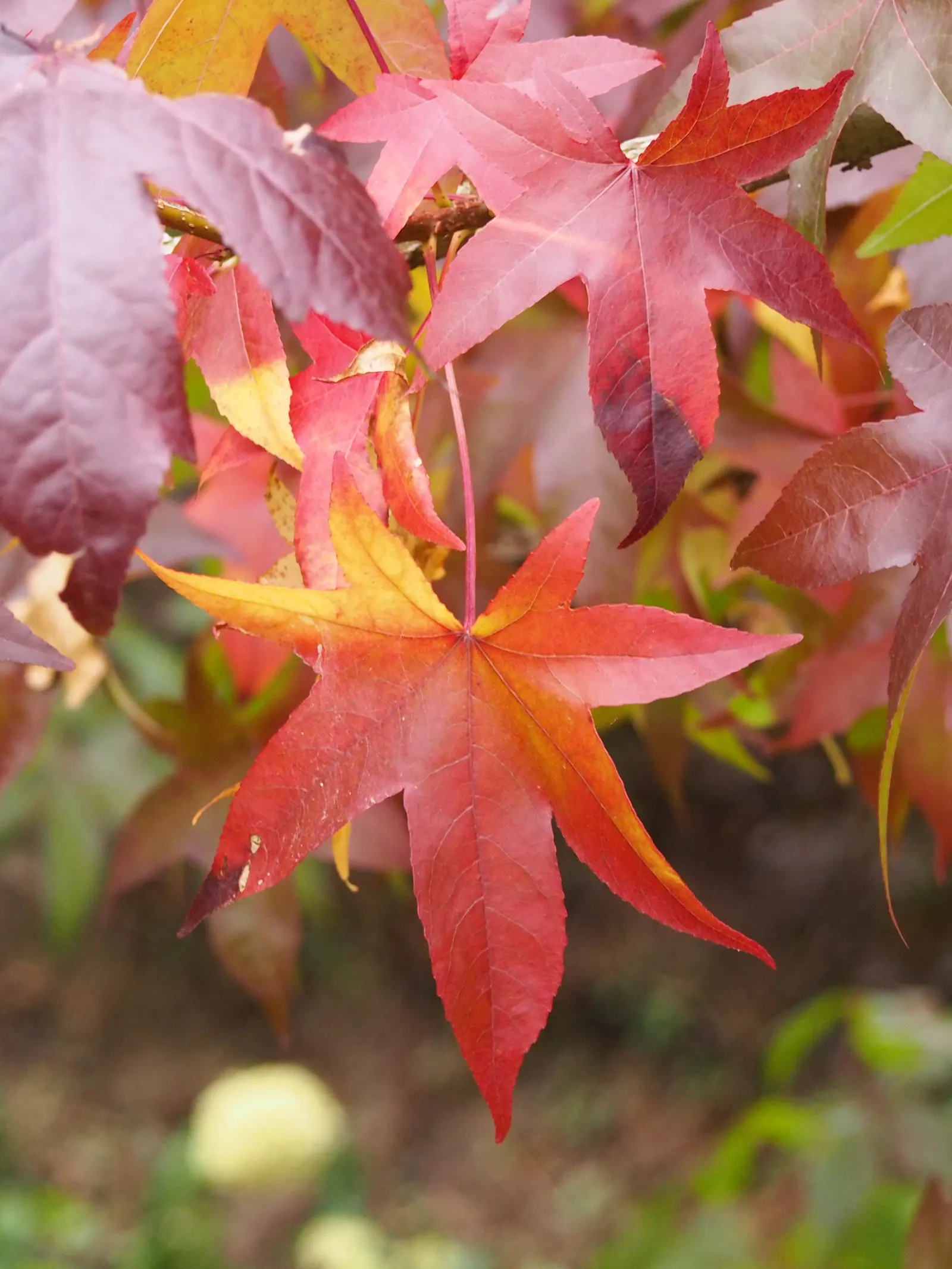 American Sweet Gum (Liquidambar Styraciflua) — Growing to an impressive height of 60 to 75 feet; notable for its star-shaped leaves and vibrant, image 108