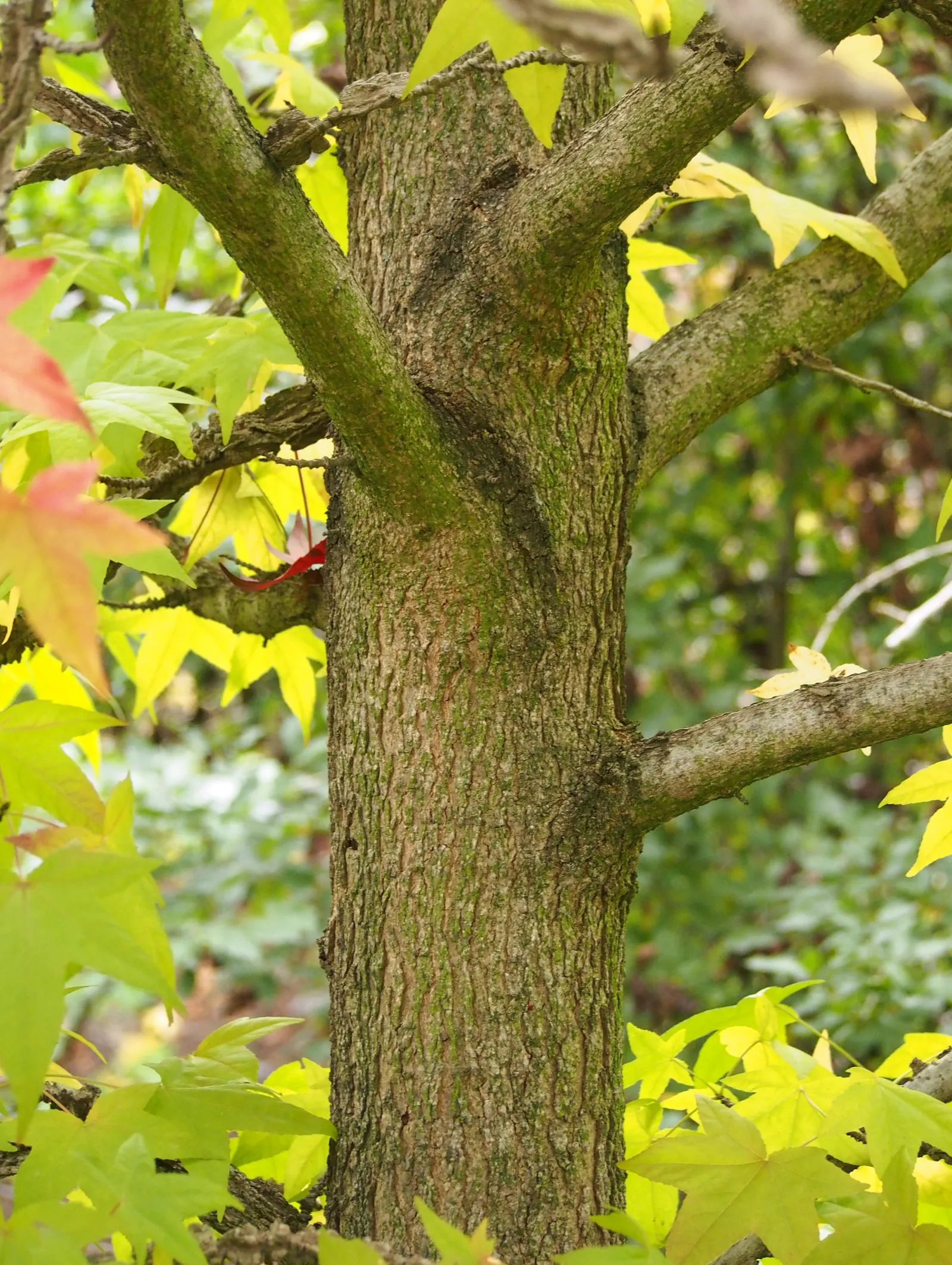 American Sweet Gum (Liquidambar Styraciflua) — and purples in the fall.<br><br>One notable feature of the Sweet Gum is its corky bark, image 113