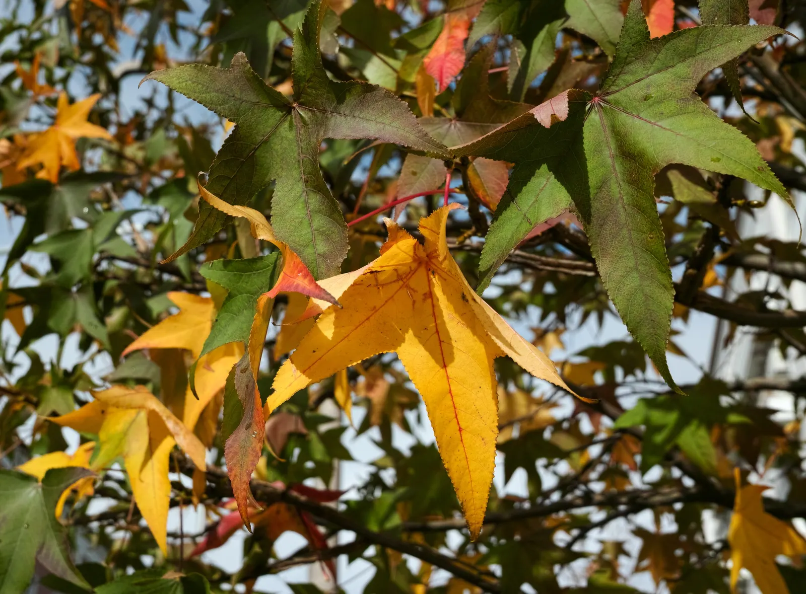 American Sweet Gum (Liquidambar Styraciflua) — balsamic aroma to the garden space.<br><br>In choosing the American Sweet Gum for a landscape, image 123
