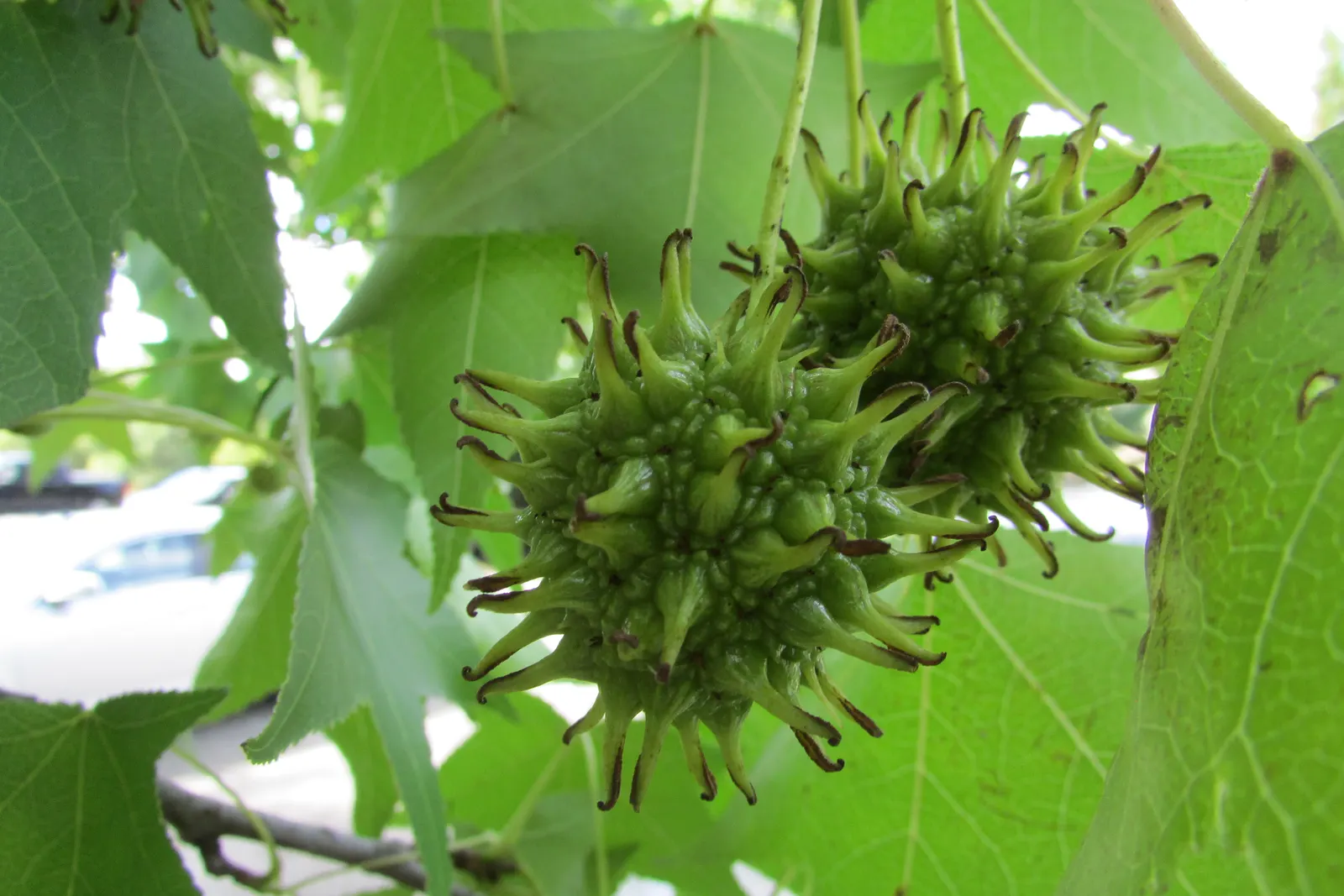 American Sweet Gum (Liquidambar Styraciflua) — The American Sweet Gum (Liquidambar styraciflua) thrives in zones 5-9; its spiky gumballs can be a, image 51