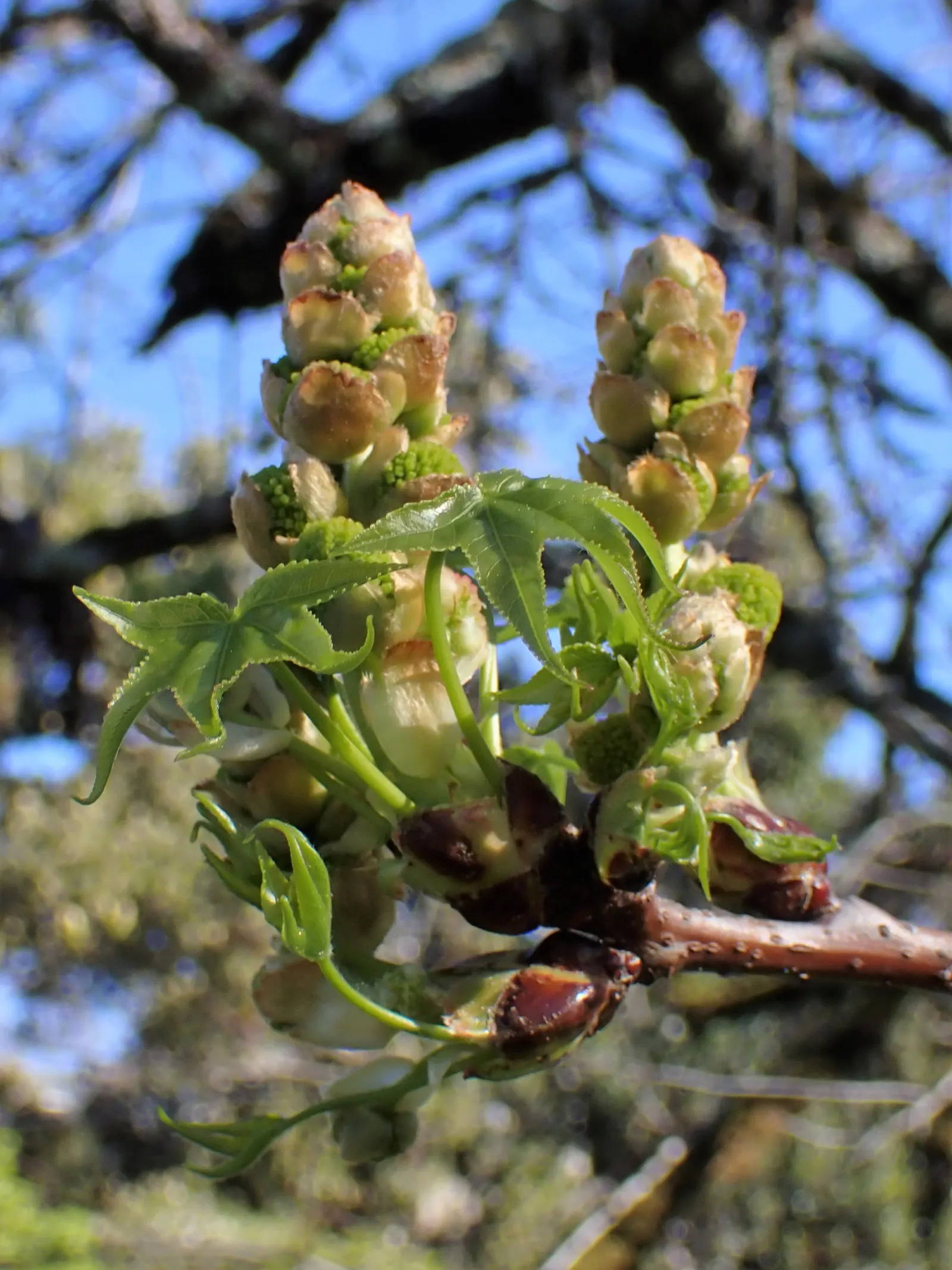 American Sweet Gum (Liquidambar Styraciflua) — tolerating even clay soils; with a canopy spread of 40 to 50 feet, image 116