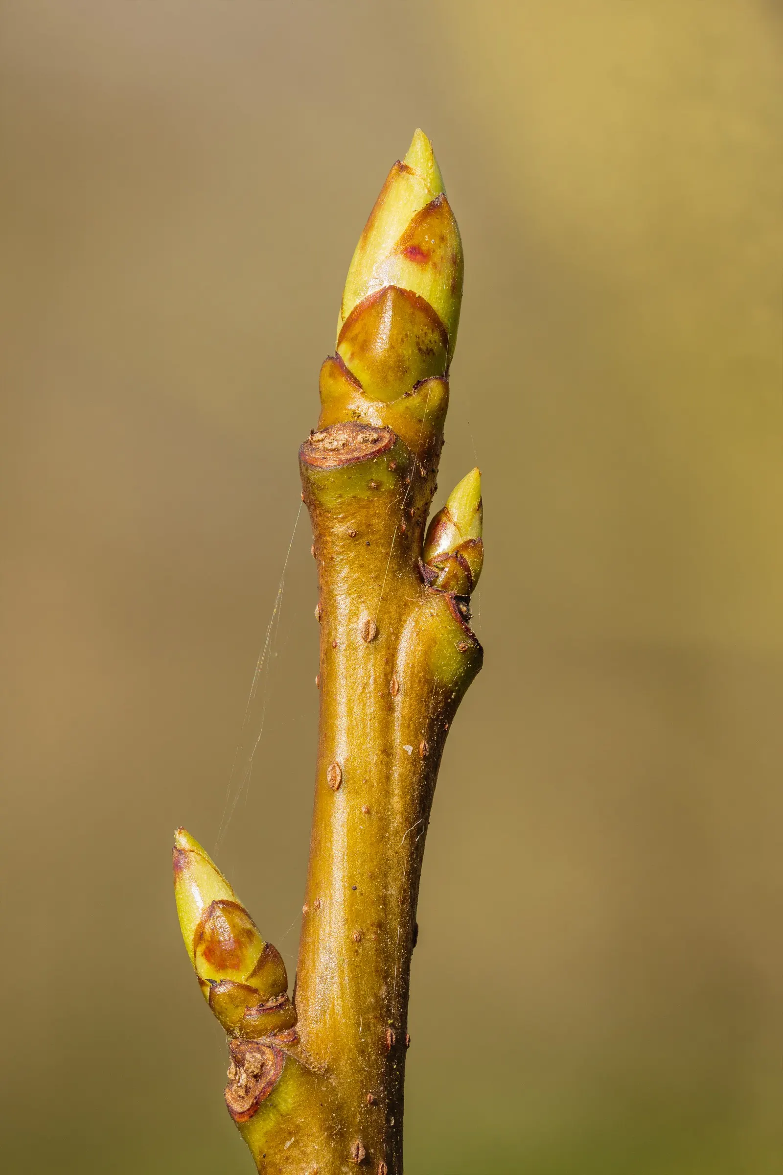 American Sweet Gum (Liquidambar Styraciflua) — the leaves and twigs emit a fragrant resin when bruised; ensuring there is ample space for, image 96