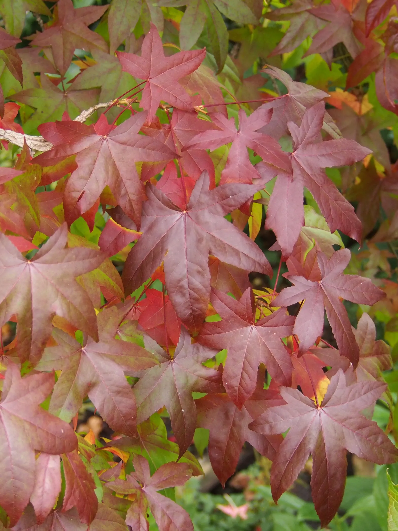 American Sweet Gum (Liquidambar Styraciflua) — with a canopy spread of 40 to 50 feet; this tree presents a pyramidal form in its youth that becomes, image 109