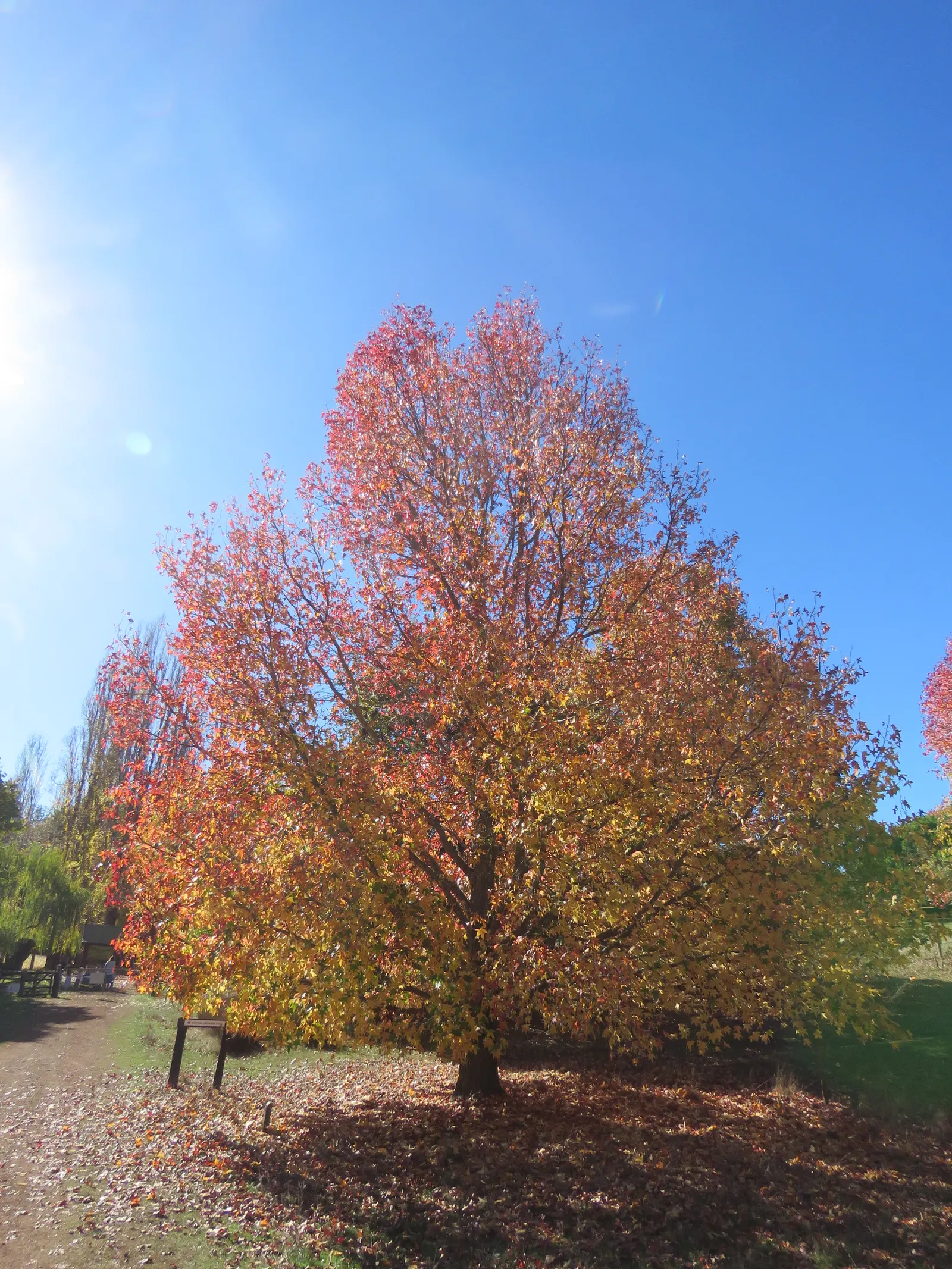 American Sweet Gum (Liquidambar Styraciflua) — which adds a textural element to the landscape during the leaf-off season; persists through winter, image 114