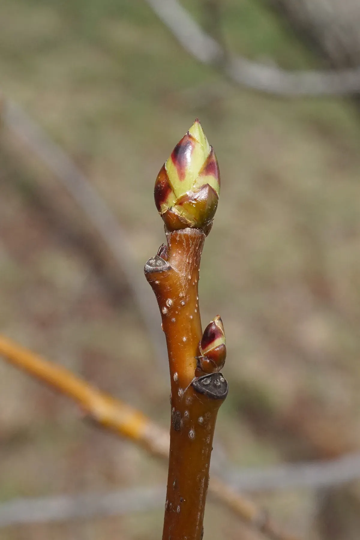 American Sweet Gum (Liquidambar Styraciflua) — contributing to its name and lending a sweet; the American Sweet Gum (Liquidambar styraciflua), image 122