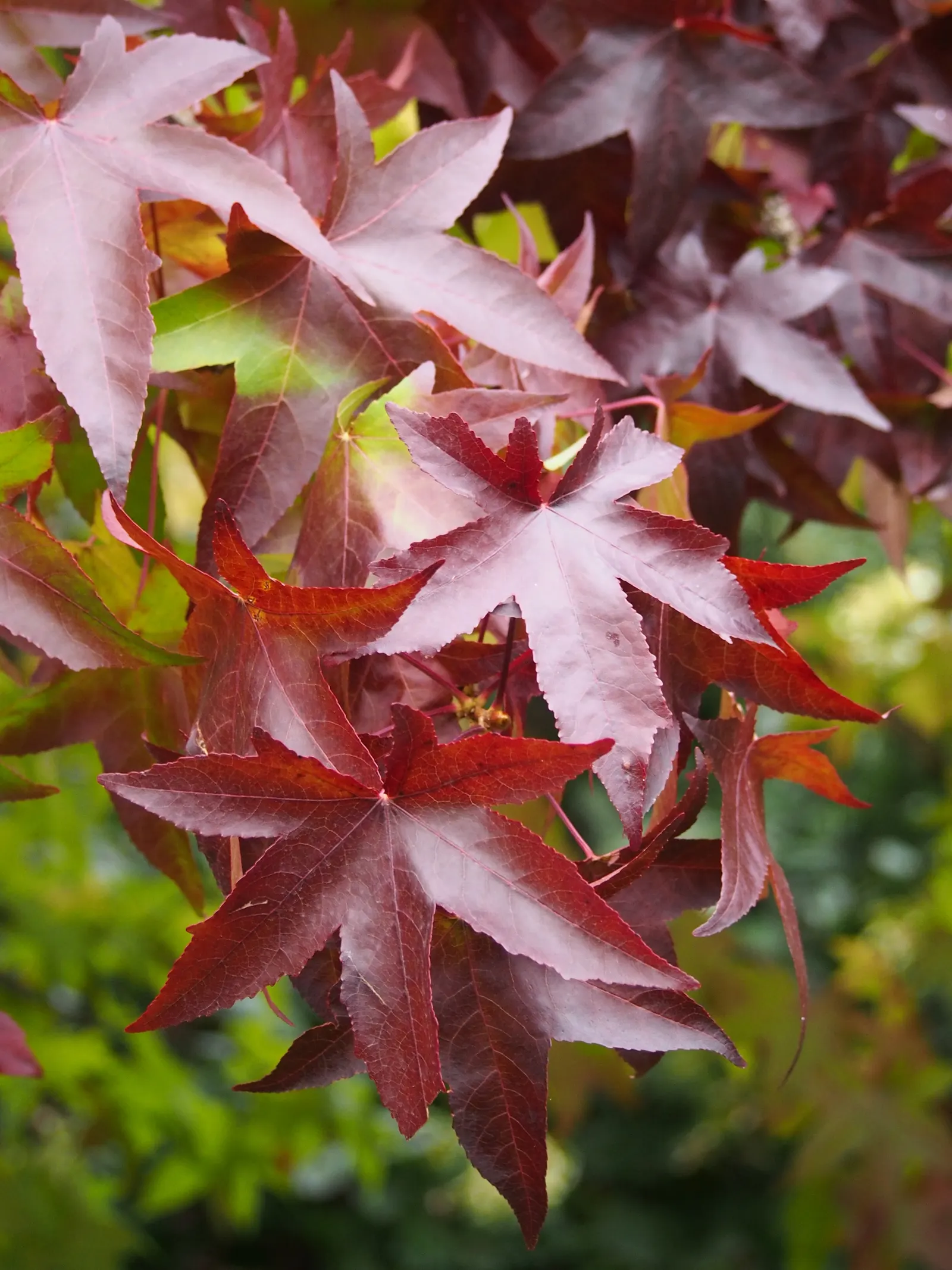 American Sweet Gum (Liquidambar Styraciflua) — transforming into a kaleidoscope of yellows; it's deciduous, with a moderate to fast growth rate, image 112