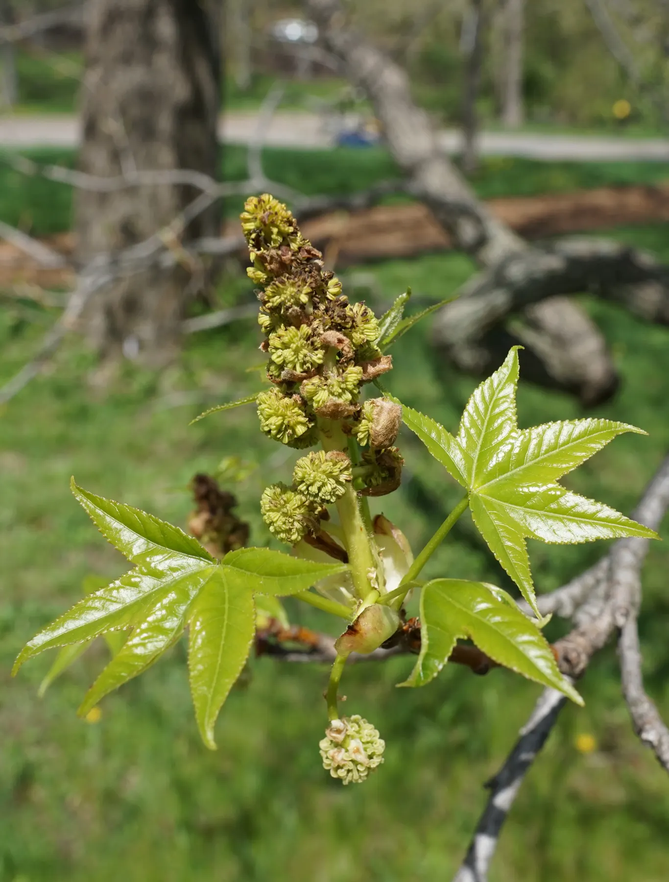 American Sweet Gum (Liquidambar Styraciflua) — tolerating even clay soils; with a canopy spread of 40 to 50 feet, image 91