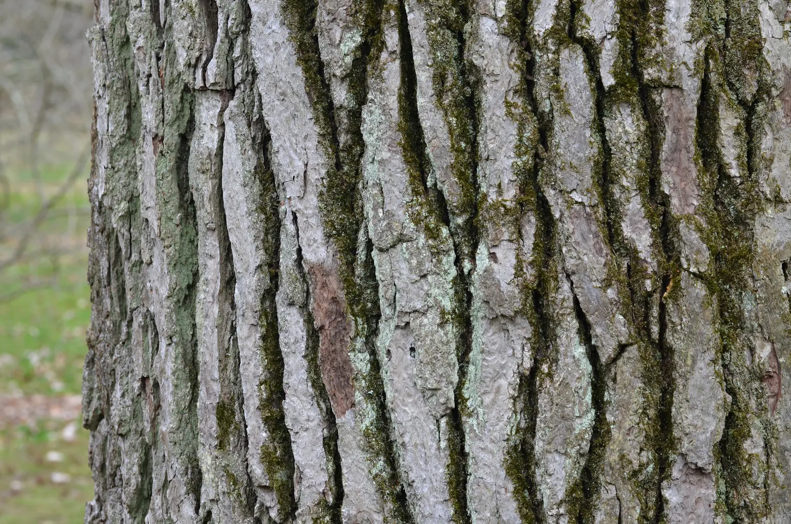 American Sweet Gum (Liquidambar Styraciflua) — clients will enjoy a majestic tree with year-round interest and a vivid seasonal display; but the, image 124
