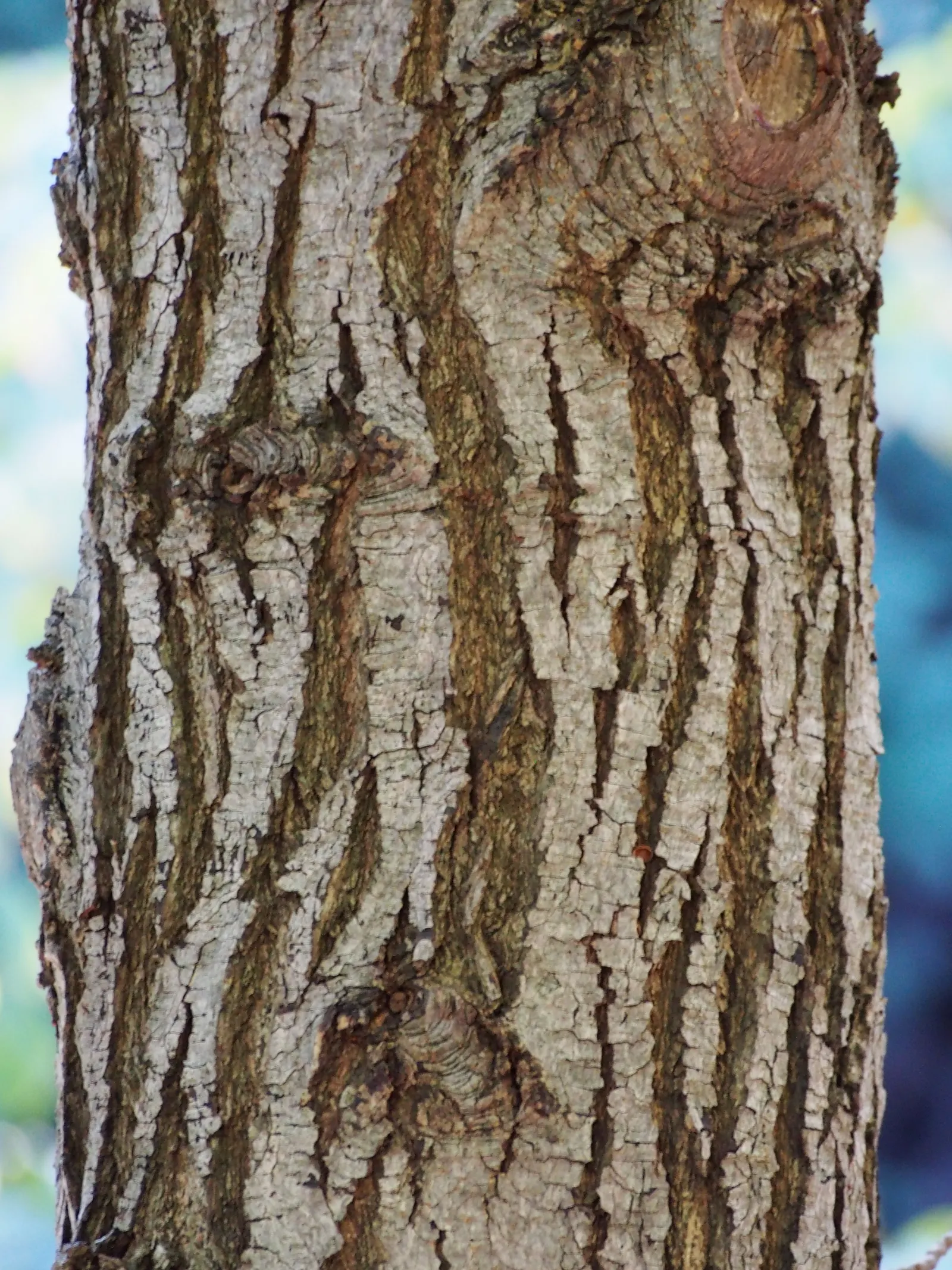 American Sweet Gum (Liquidambar Styraciflua) — tree for full; contributing to its name and lending a sweet, image 75