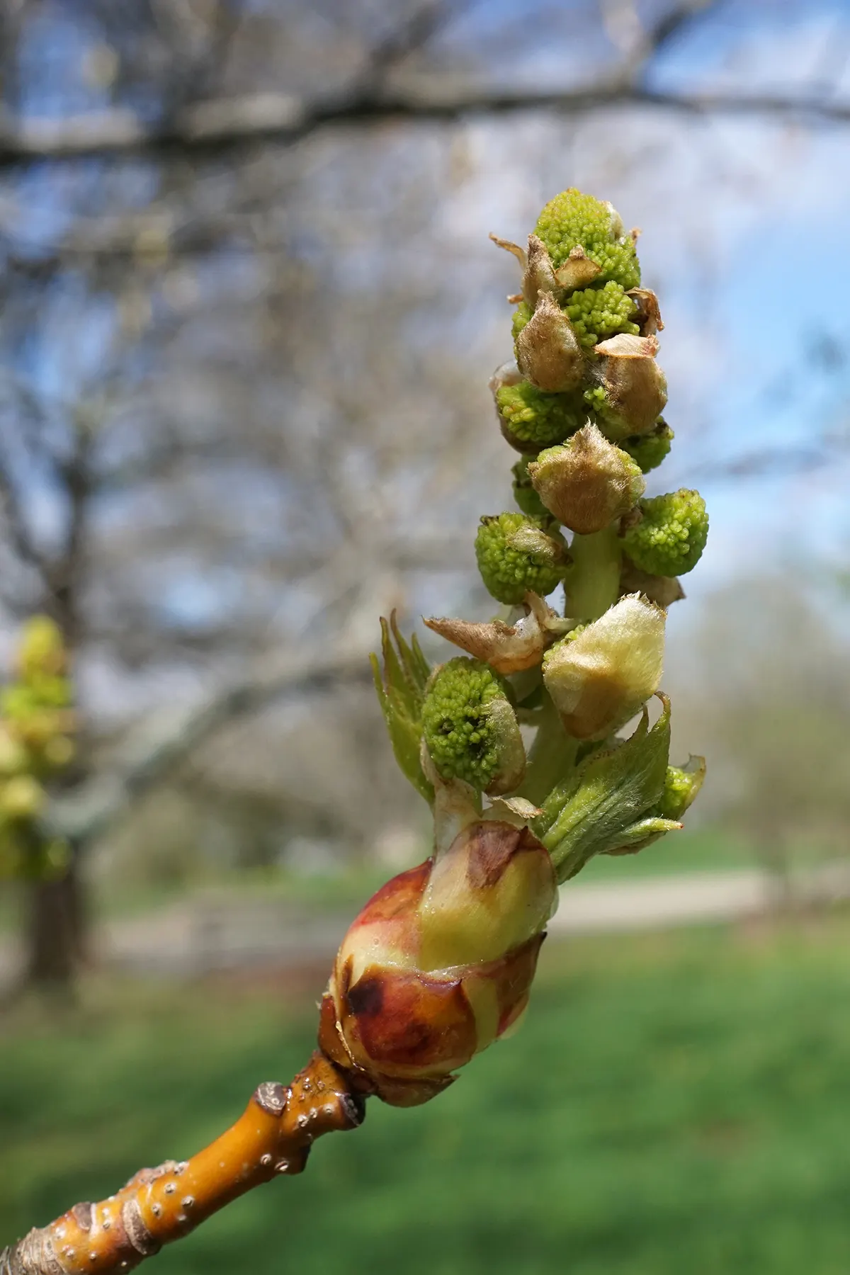 American Sweet Gum (Liquidambar Styraciflua) — persists through winter and can pose a litter nuisance if planted near walkways or frequented areas, image 95