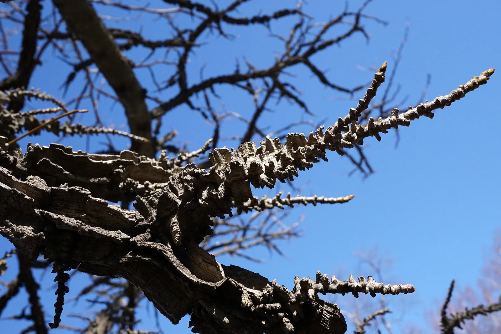 American Sweet Gum (Liquidambar Styraciflua) — ensuring there is ample space for growth.<br><br>The tree's fruit; provides excellent shade but root, image 94