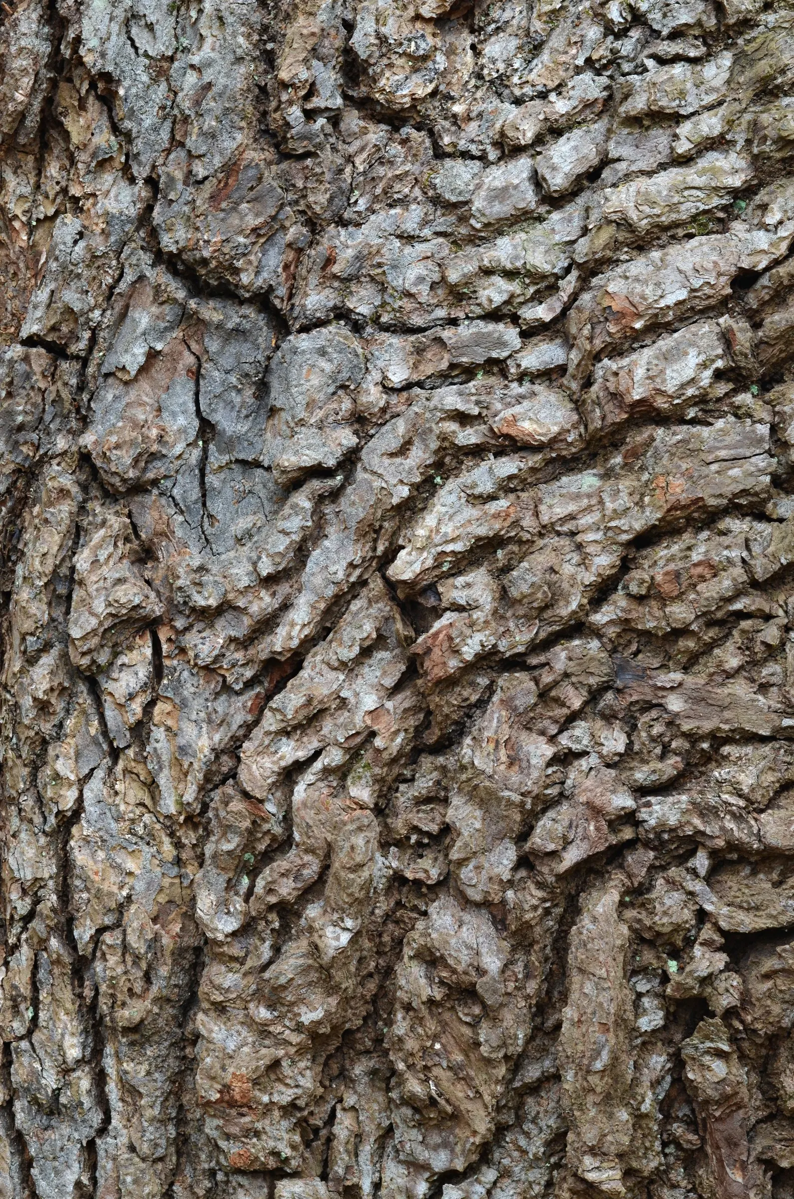 American Sweet Gum (Liquidambar Styraciflua) — reaching up to 60-75 feet tall with a 40-50 feet spread; its star-shaped leaves are a luscious green, image 127