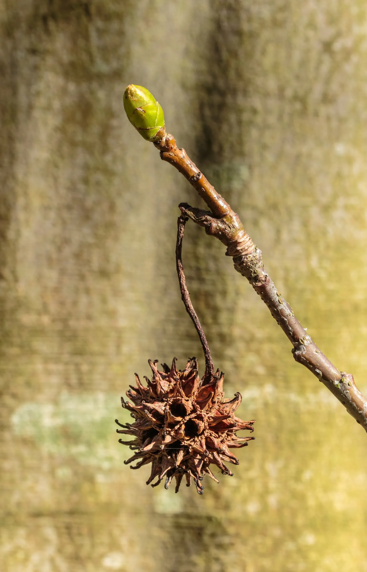 American Sweet Gum (Liquidambar Styraciflua) — the leaves and twigs emit a fragrant resin when bruised; ensuring there is ample space for, image 121
