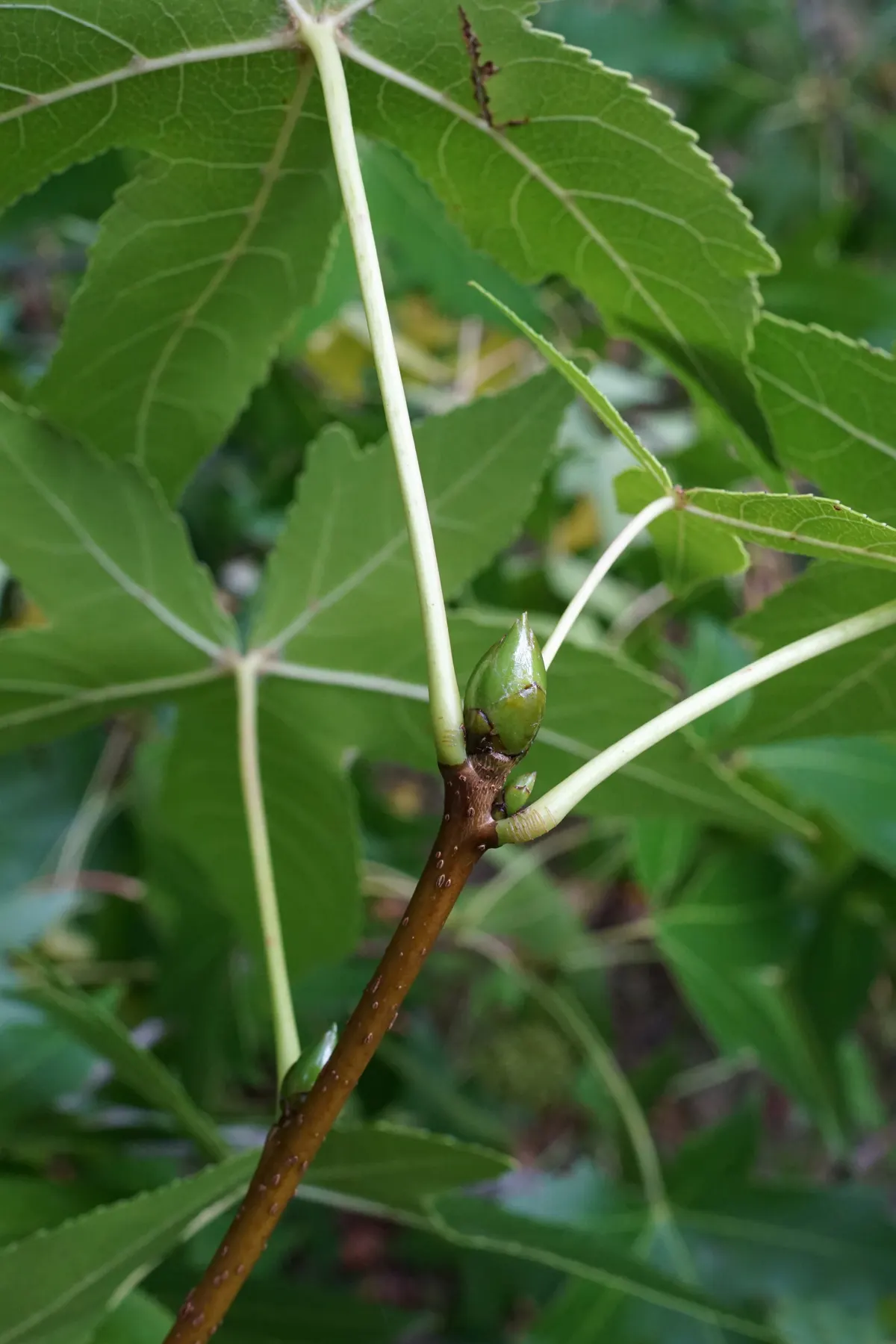 American Sweet Gum (Liquidambar Styraciflua) — contributing to its name and lending a sweet; the American Sweet Gum (Liquidambar styraciflua), image 97