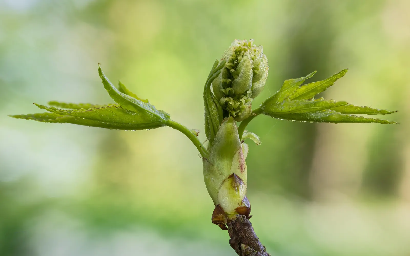 American Sweet Gum (Liquidambar Styraciflua) — the leaves and twigs emit a fragrant resin when bruised; ensuring there is ample space for growth.<br><br>The