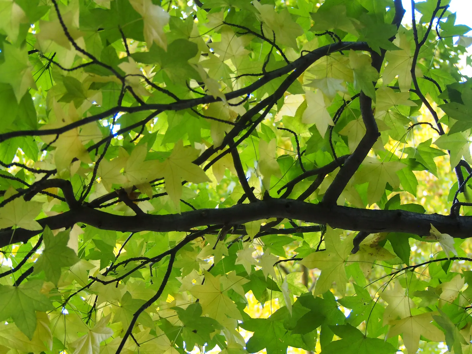 American Sweet Gum (Liquidambar Styraciflua) — Provides excellent shade but root system can disrupt pavements; is a captivating deciduous tree, image 105
