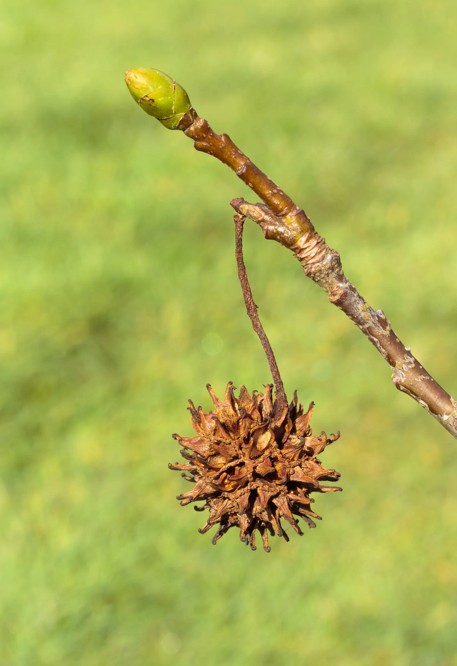 American Sweet Gum (Liquidambar Styraciflua) — It thrives in full sun, requiring at least six hours of direct, unfiltered sunlight per day, image 117