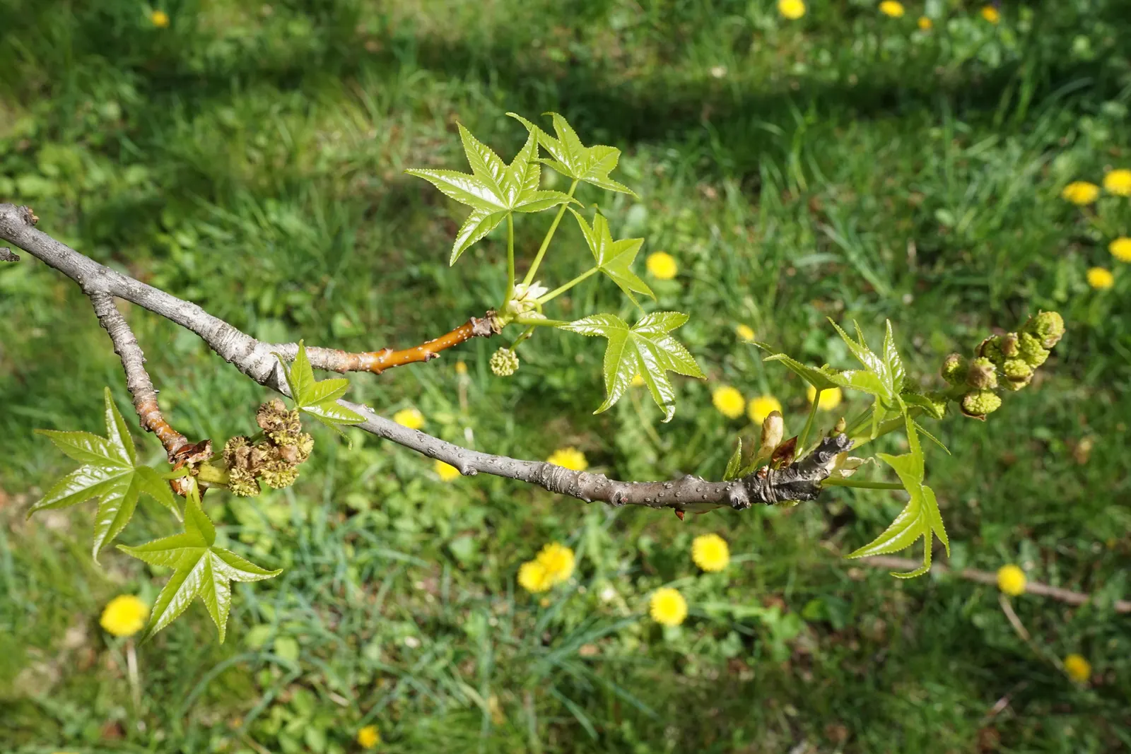 American Sweet Gum (Liquidambar Styraciflua) — It thrives in full sun, requiring at least six hours of direct, unfiltered sunlight per day, image 92