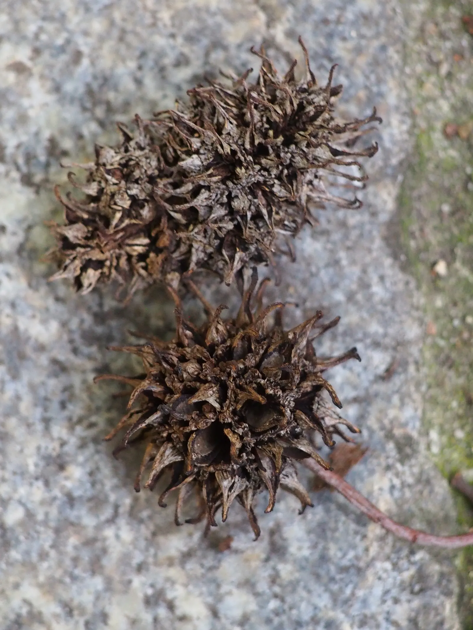 American Sweet Gum (Liquidambar Styraciflua) — The American Sweet Gum (Liquidambar styraciflua) thrives in zones 5-9; its spiky gumballs can be a, image 76