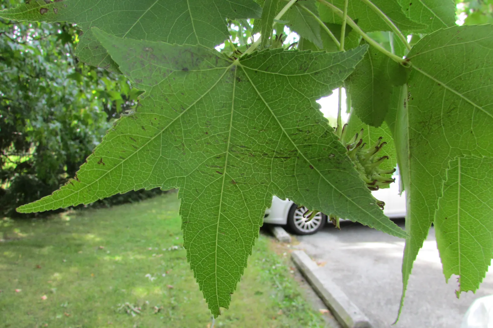 American Sweet Gum (Liquidambar Styraciflua) — but the species is adaptable