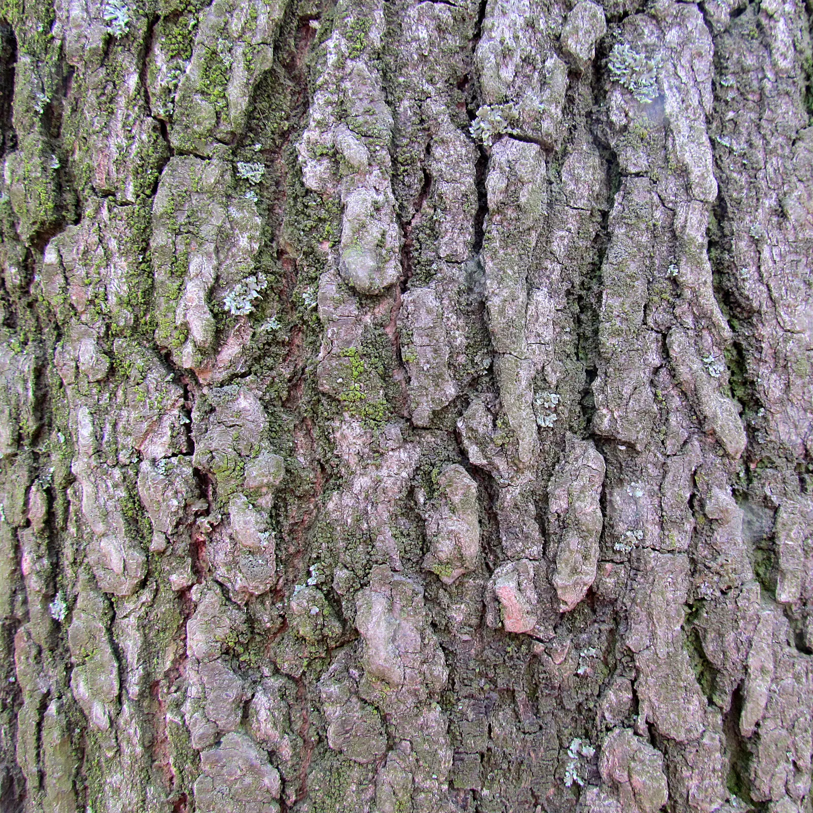 American Sweet Gum (Liquidambar Styraciflua) — Notable for its star-shaped leaves and vibrant fall colors, it prefers full sun and moist, image 103