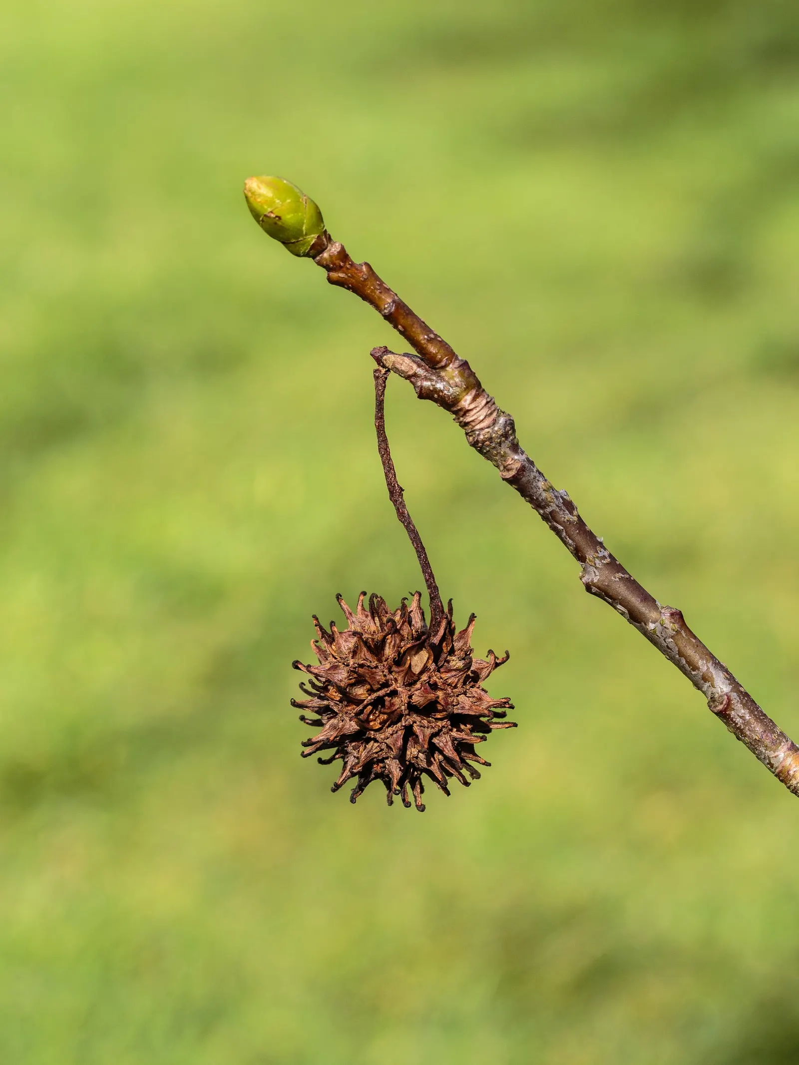 American Sweet Gum (Liquidambar Styraciflua) — ensuring there is ample space for growth.<br><br>The tree's fruit; provides excellent shade but root, image 119