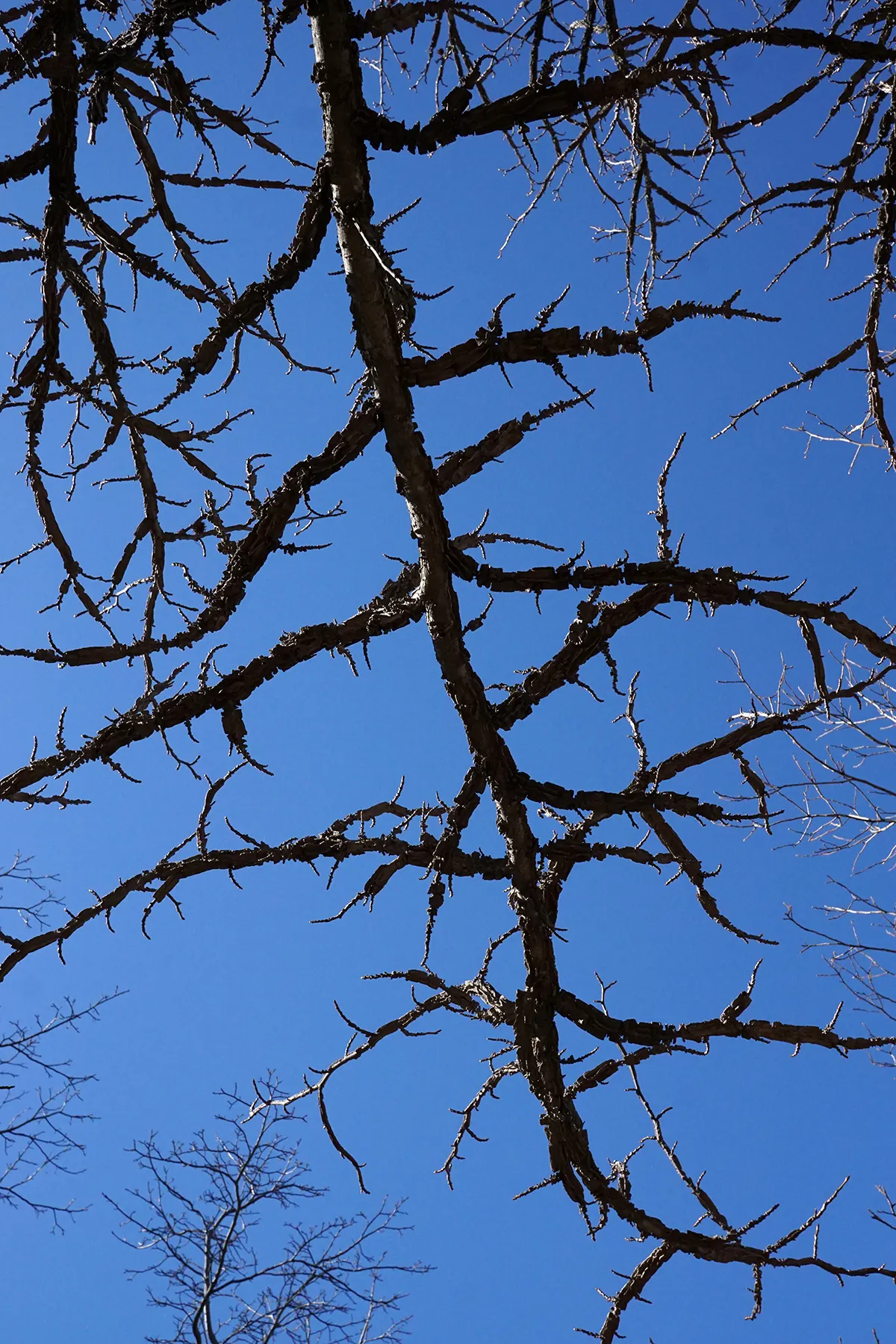 American Sweet Gum (Liquidambar Styraciflua) — but the species is adaptable; reaching up to 60-75 feet tall with a 40-50 feet spread, image 90