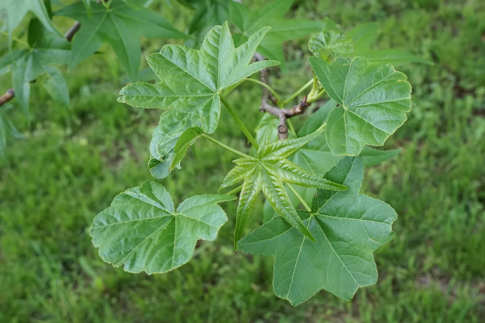American Sweet Gum (Liquidambar Styraciflua) — Notable for its star-shaped leaves and vibrant fall colors, it prefers full sun and moist, well-drained soil