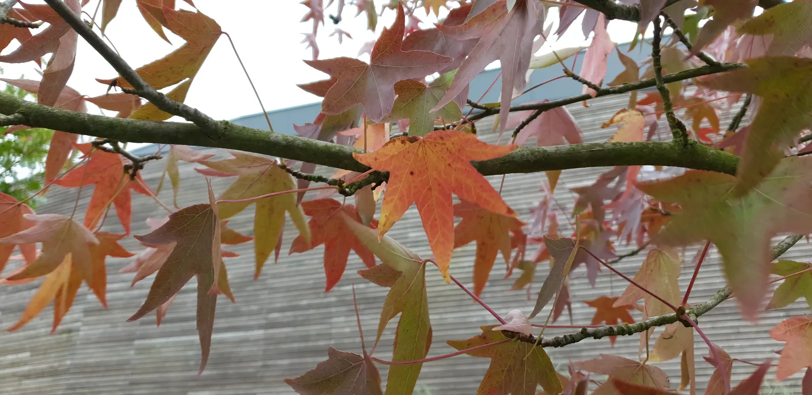 American Sweet Gum (Liquidambar Styraciflua) — Its star-shaped leaves are a luscious green throughout spring and summer