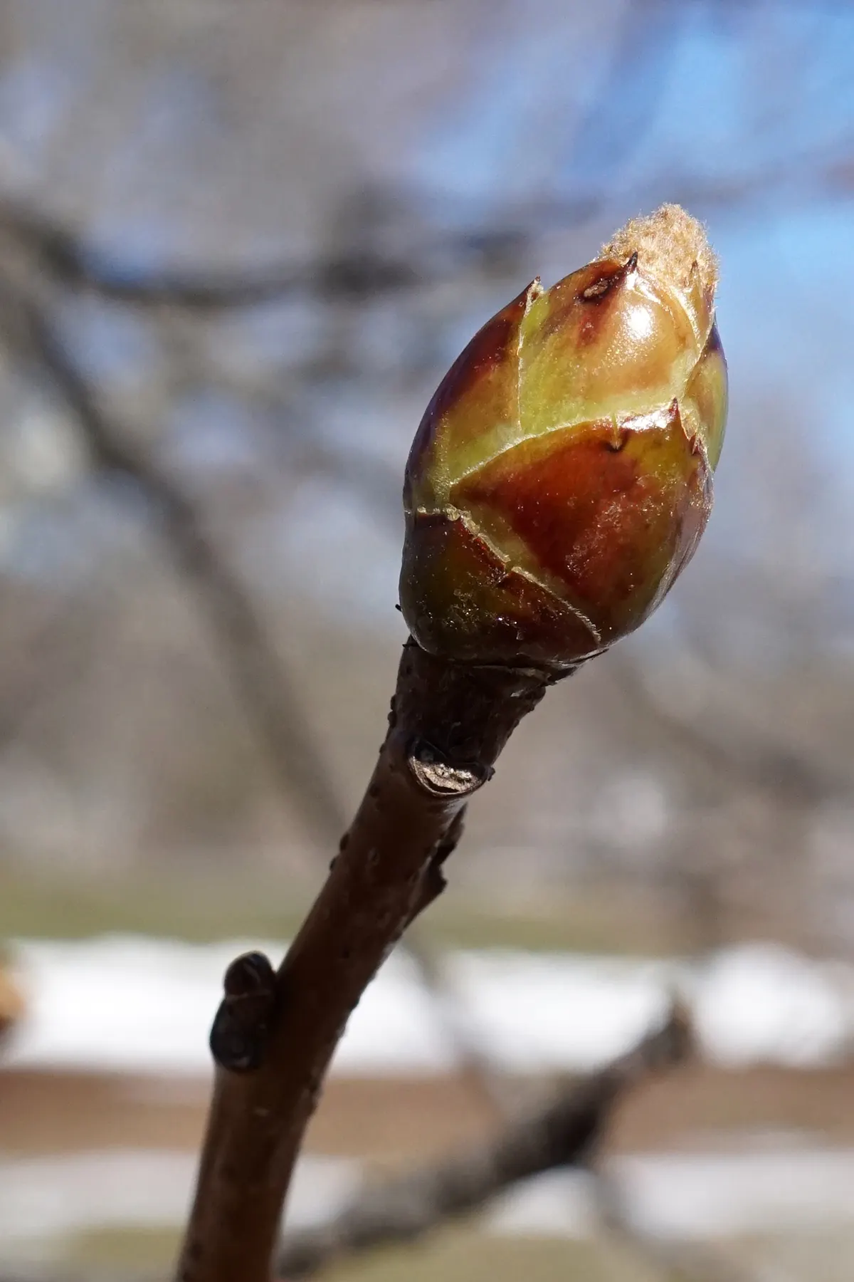 American Sweet Gum (Liquidambar Styraciflua) — Provides excellent shade but root system can disrupt pavements; is a captivating deciduous tree, image 130