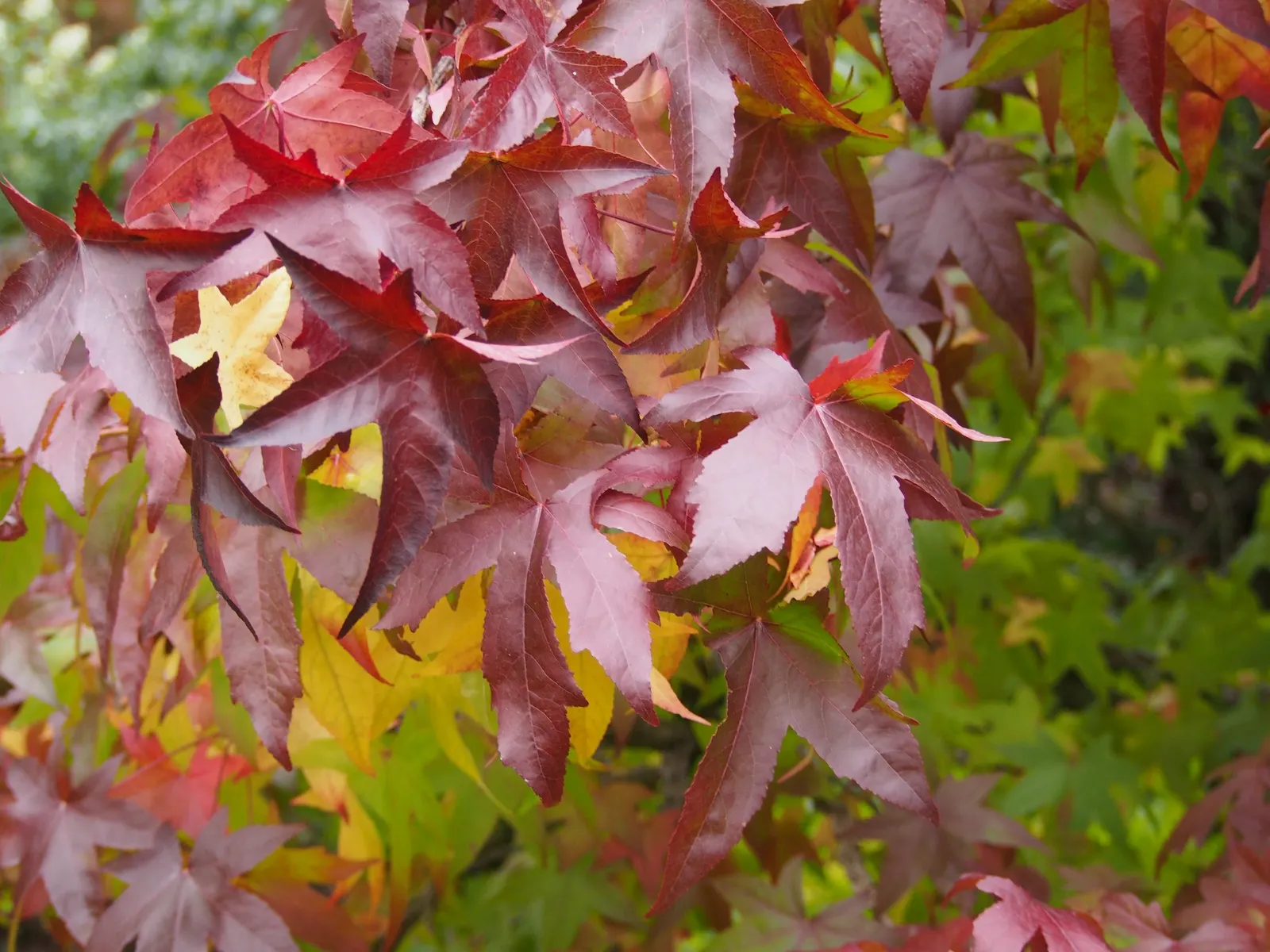 American Sweet Gum (Liquidambar Styraciflua) — this tree presents a pyramidal form in its youth that becomes more rounded with maturity; it thrives, image 110