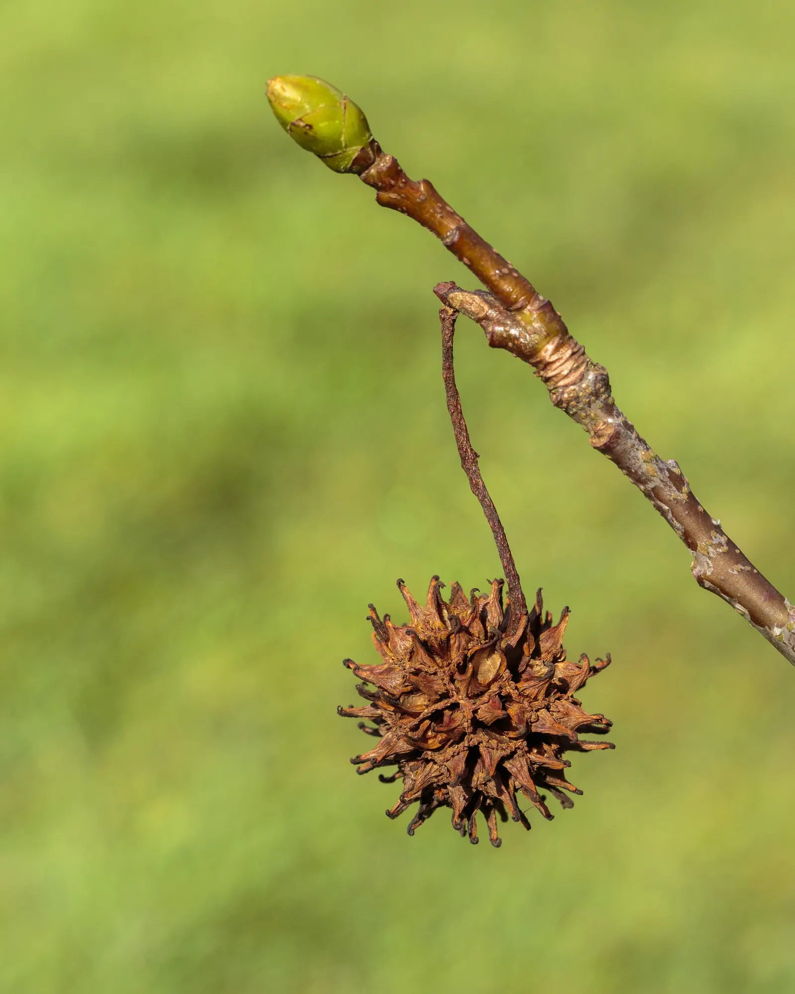 American Sweet Gum (Liquidambar Styraciflua) — persists through winter and can pose a litter nuisance if planted near walkways or frequented areas, image 120