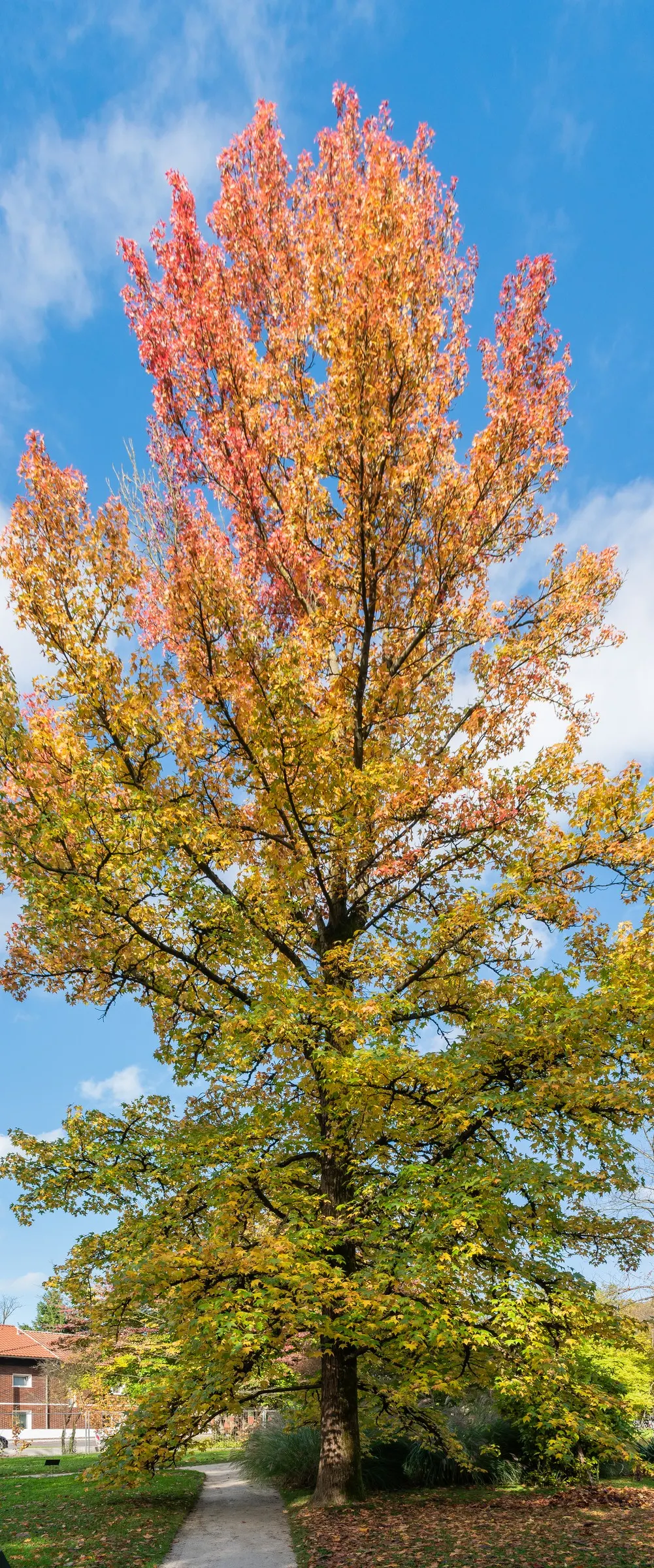 American Sweet Gum (Liquidambar Styraciflua) — balsamic aroma to the garden space.<br><br>In choosing the American Sweet Gum for a landscape; growing to an