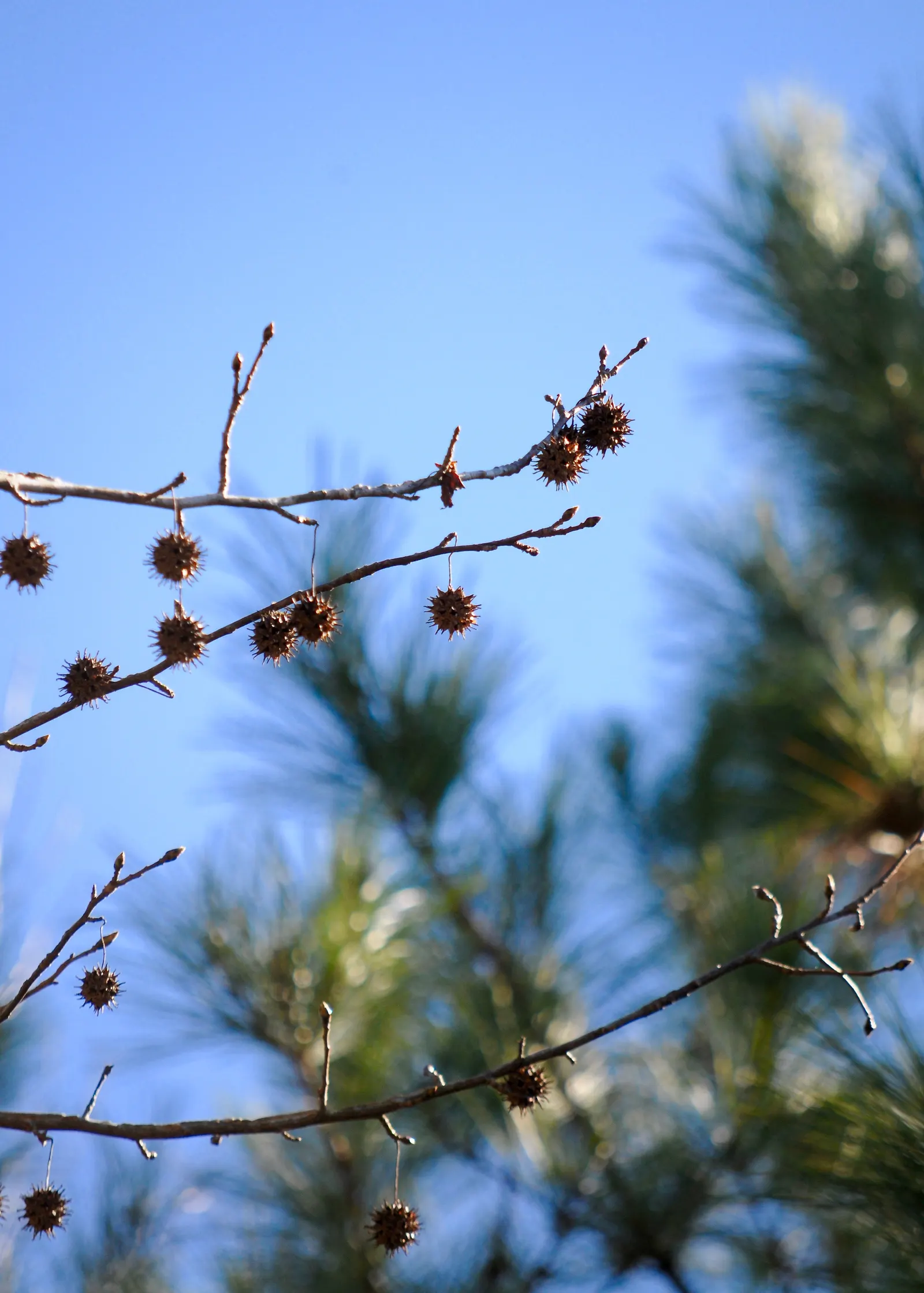 American Sweet Gum (Liquidambar Styraciflua) — is a captivating deciduous tree renowned for its stunning fall coloration and distinctive spiky, image 57