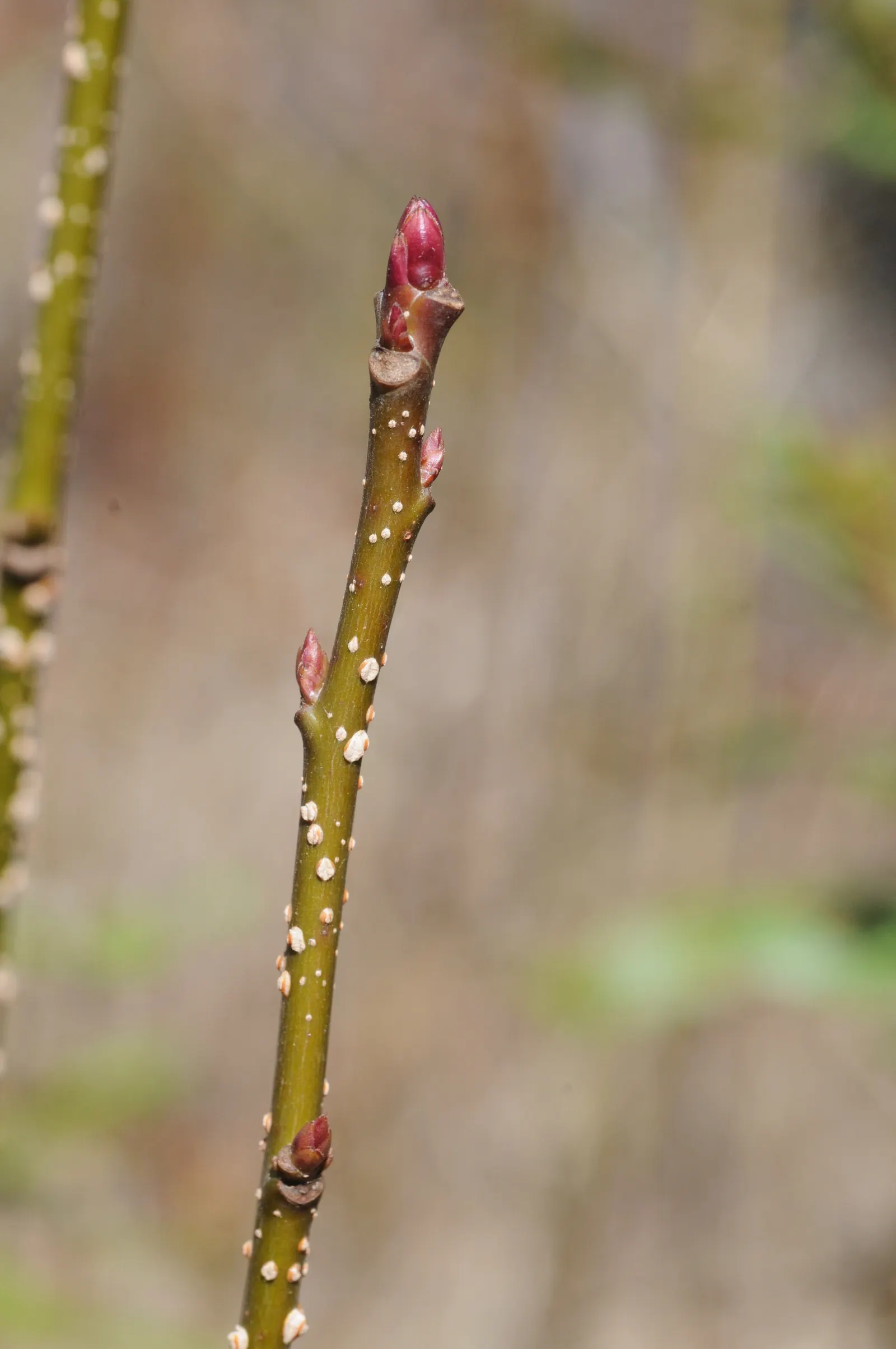 American Sweet Gum (Liquidambar Styraciflua) — It's deciduous, with a moderate to fast growth rate; which adds a textural element to the landscape, image 56