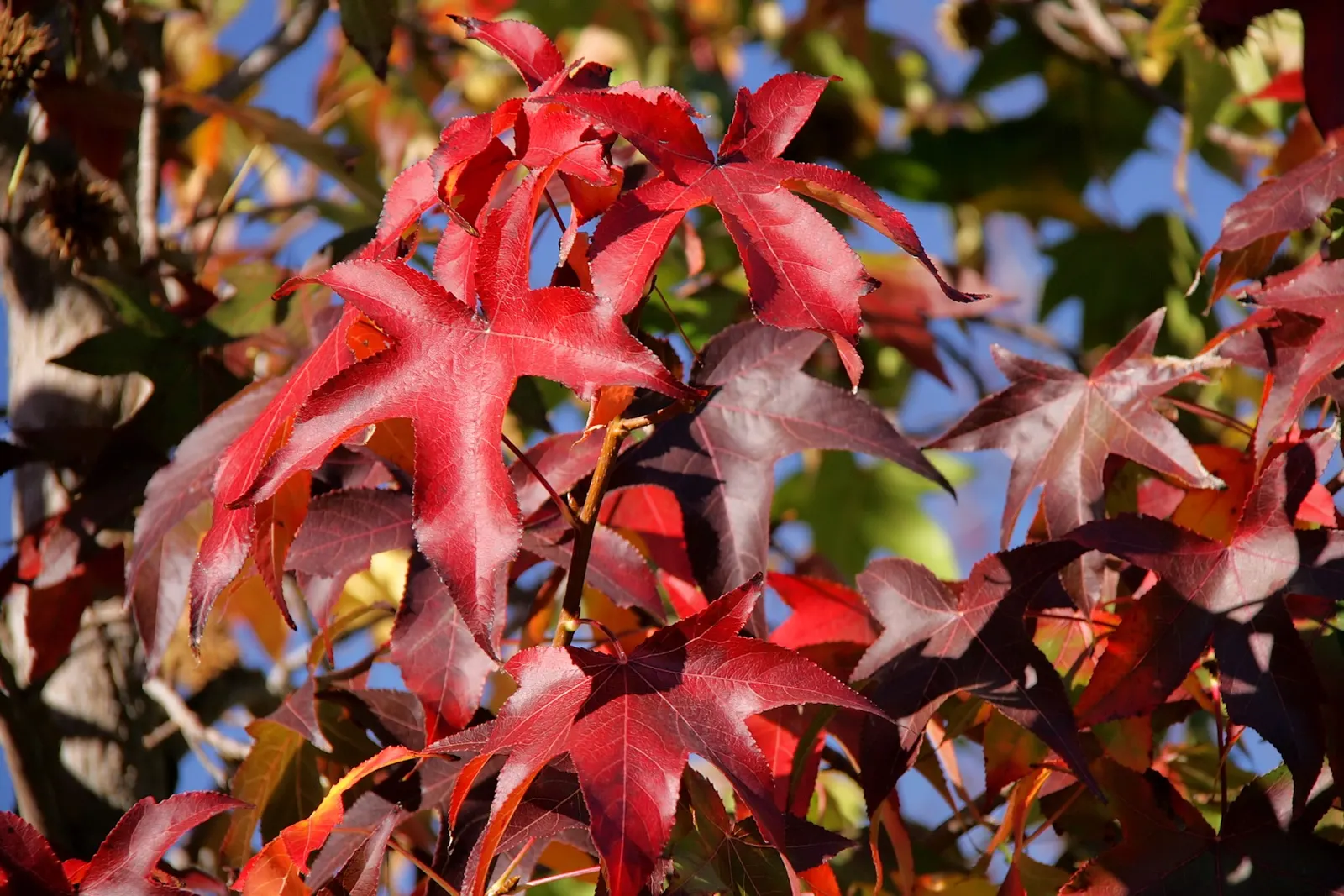 American Sweet Gum (Liquidambar Styraciflua) — Growing to an impressive height of 60 to 75 feet