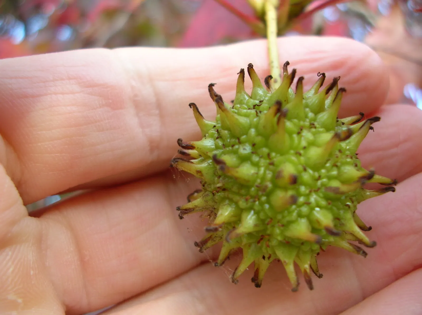 American Sweet Gum (Liquidambar Styraciflua) — Growing to an impressive height of 60 to 75 feet; notable for its star-shaped leaves and vibrant, image 133