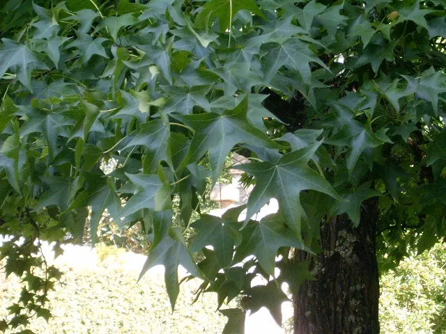 American Sweet Gum (Liquidambar Styraciflua) — It thrives in full sun, requiring at least six hours of direct, unfiltered sunlight per day