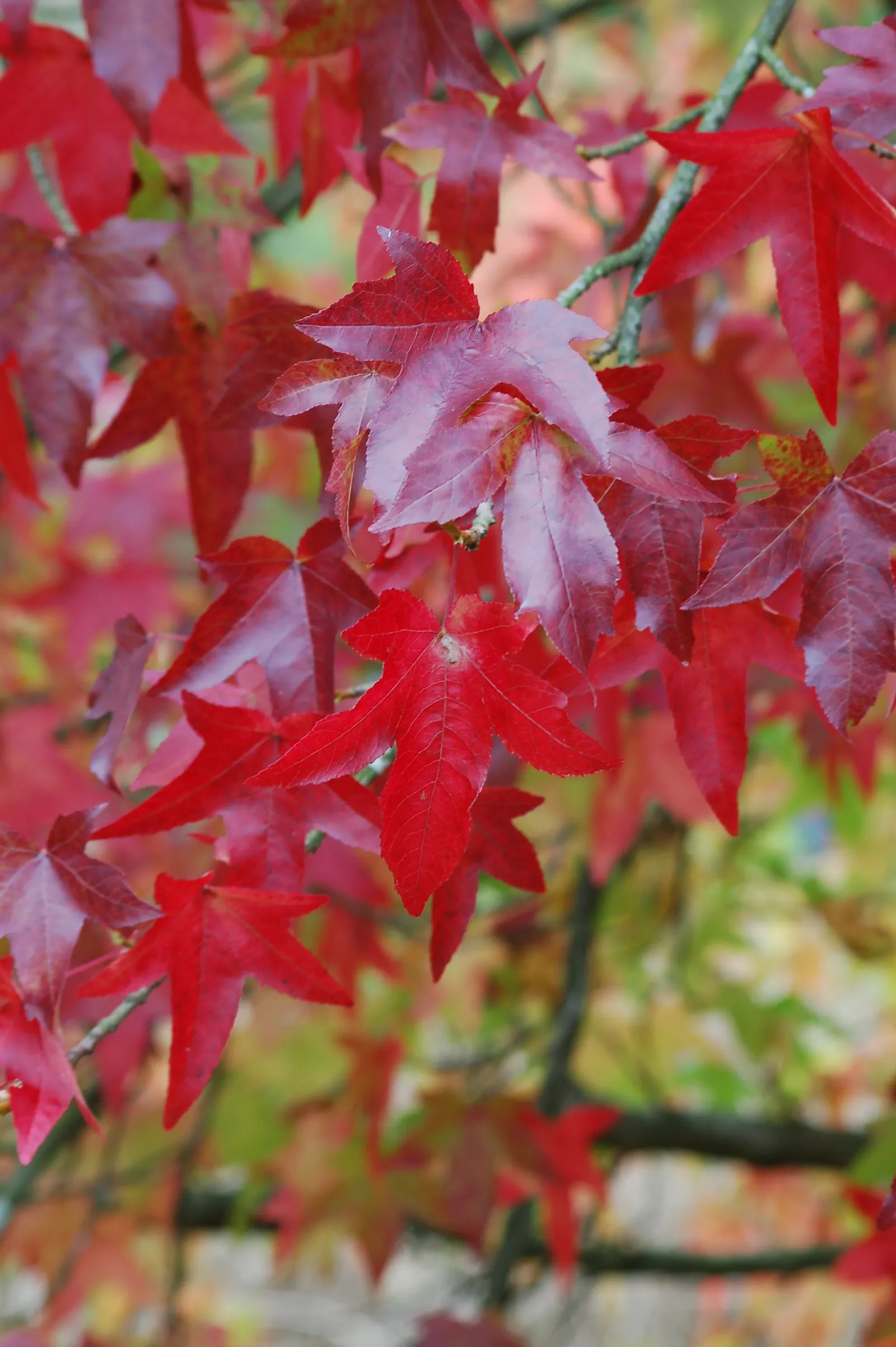 American Sweet Gum (Liquidambar Styraciflua) — Provides excellent shade but root system can disrupt pavements