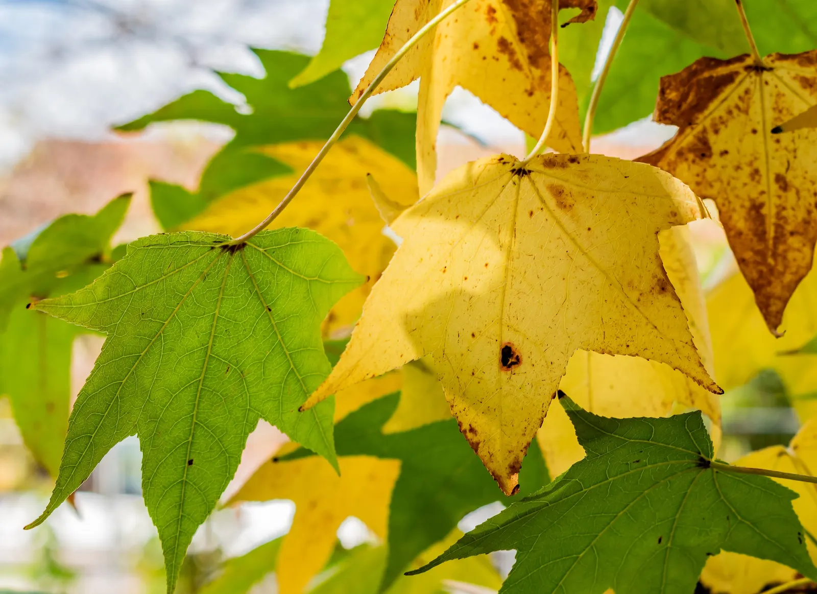 American Sweet Gum (Liquidambar Styraciflua) — clients will enjoy a majestic tree with year-round interest and a vivid seasonal display; but the species is