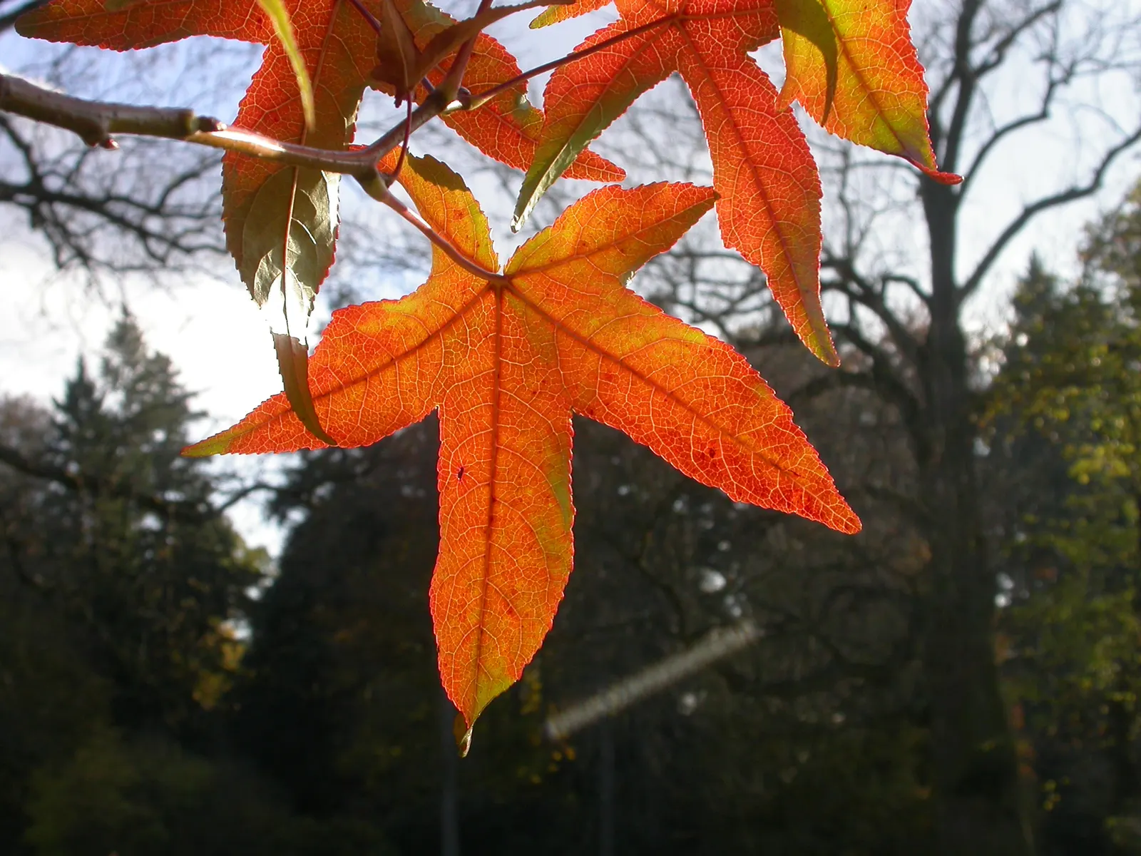 American Sweet Gum (Liquidambar Styraciflua) — It's deciduous, with a moderate to fast growth rate