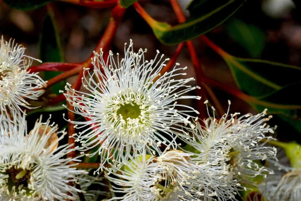 American Sweet Gum (Liquidambar Styraciflua) — contributing to its name and lending a sweet