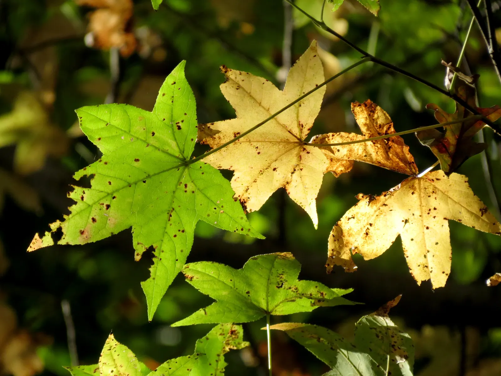 American Sweet Gum (Liquidambar Styraciflua) — is a captivating deciduous tree renowned for its stunning fall coloration and distinctive spiky, image 132