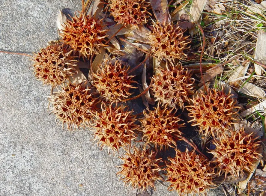 American Sweet Gum (Liquidambar Styraciflua) — It thrives in full sun, requiring at least six hours of direct, unfiltered sunlight per day, image 142