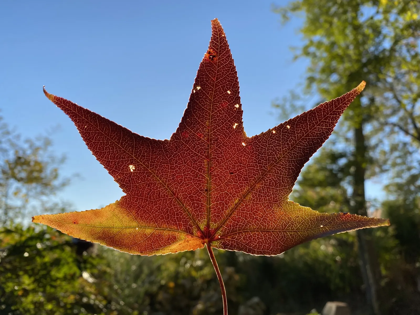 American Sweet Gum (Liquidambar Styraciflua) — The American Sweet Gum (Liquidambar styraciflua) thrives in zones 5-9; its spiky gumballs can be a maintenance